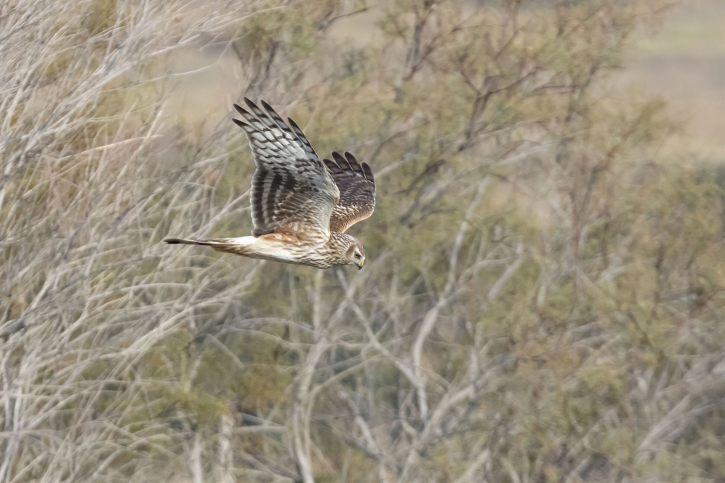 Albanella reale femmina (2) 2021