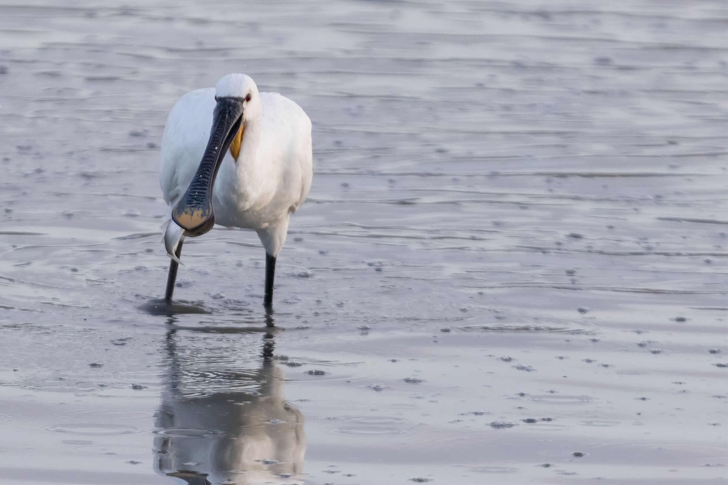 Spatola con preda 2021