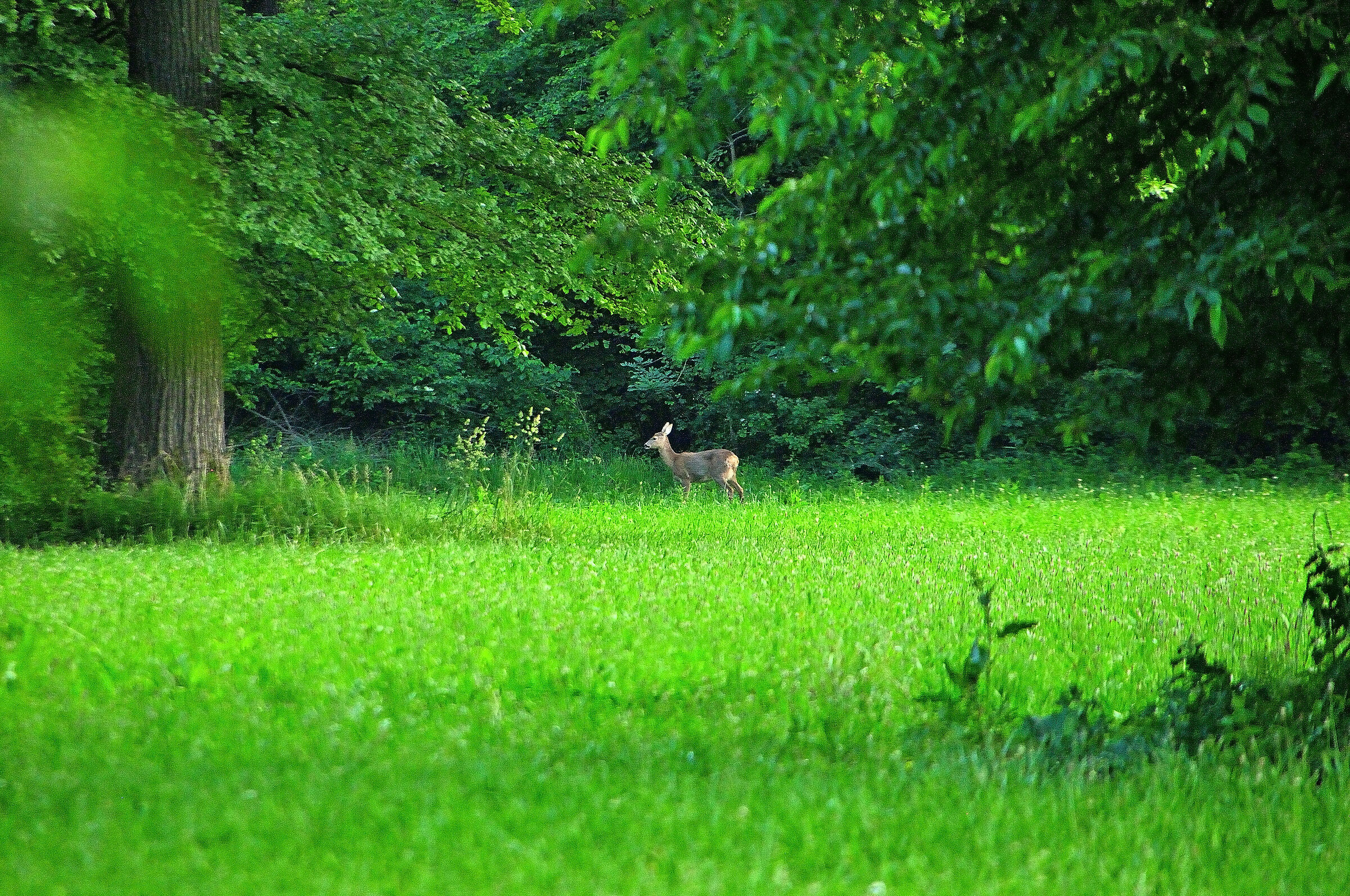 Capriolo distratto...