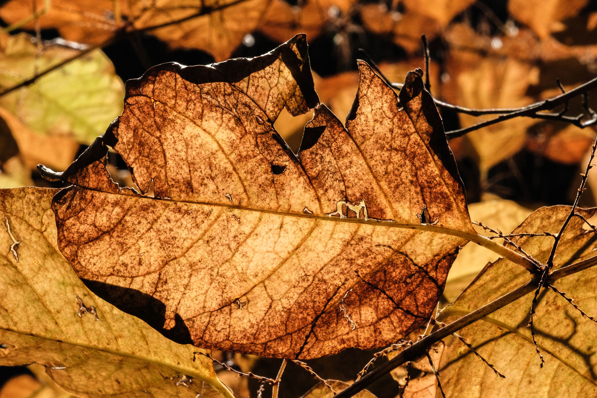 Golden leaves