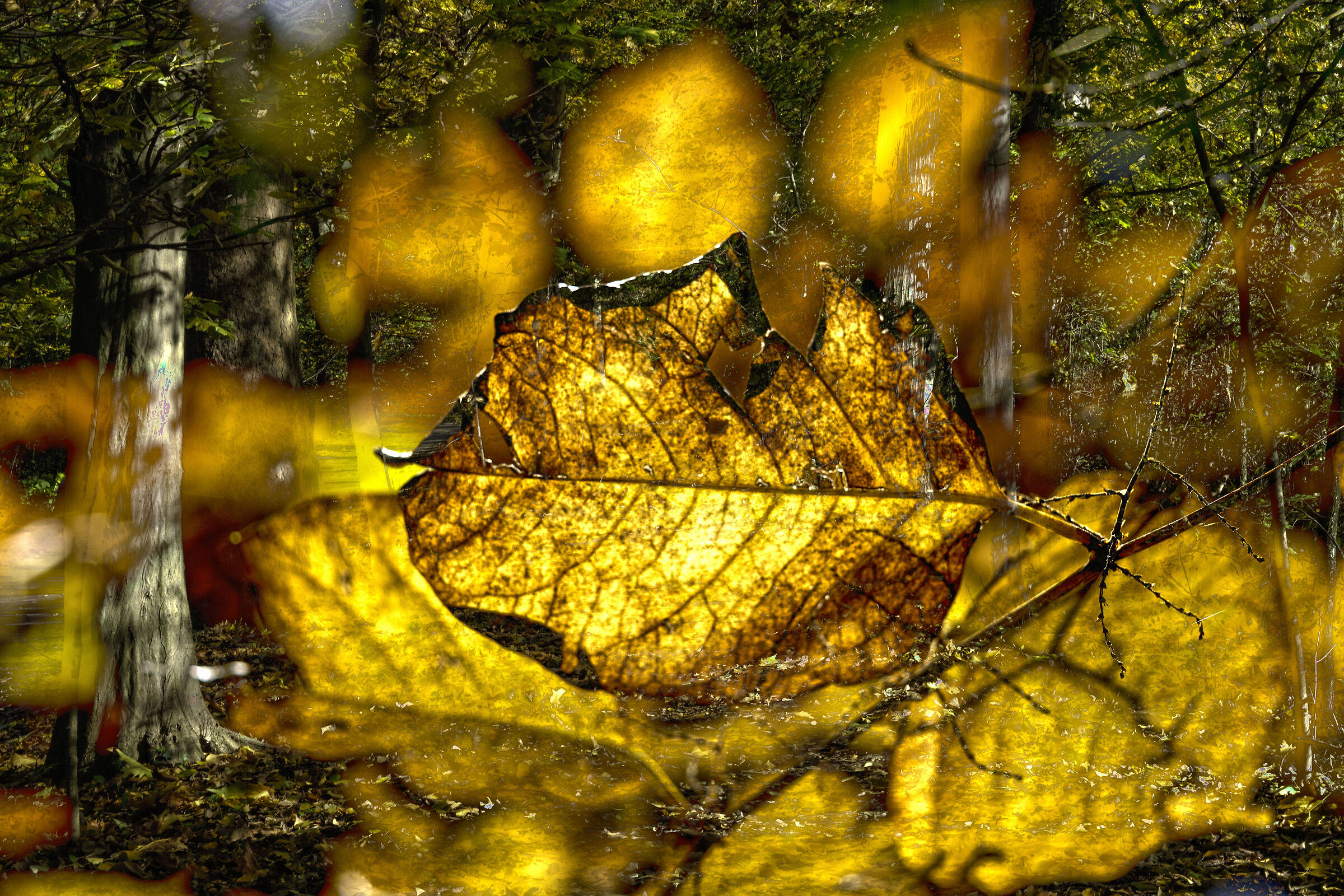 Golden leaves3