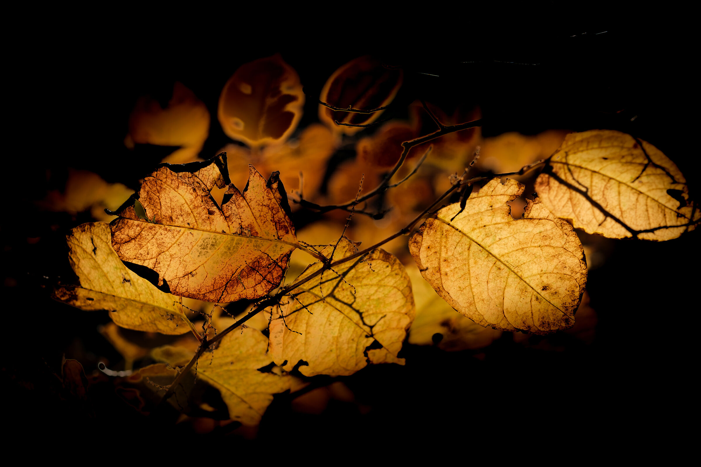 Golden leaves4
