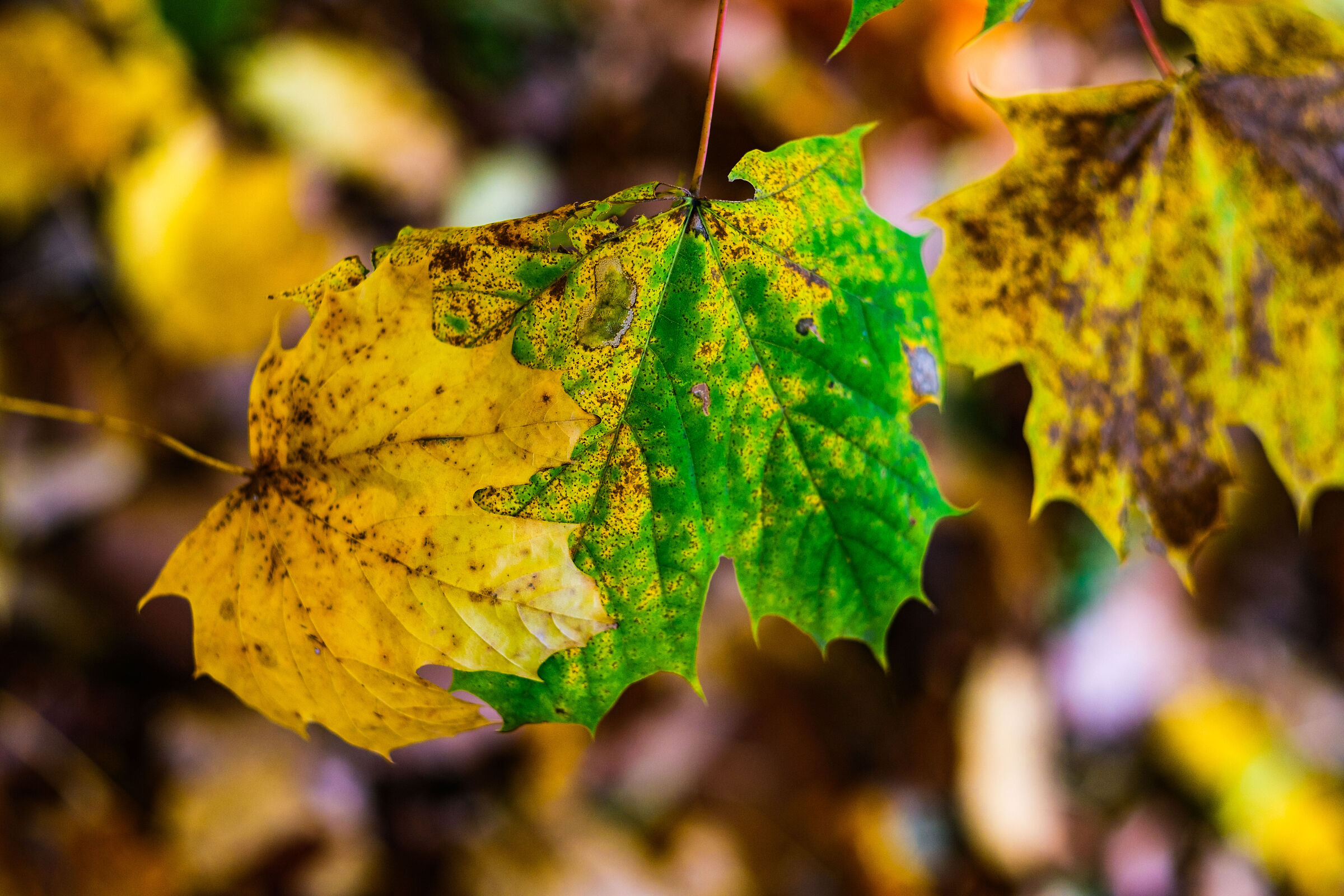 Golden leaves5