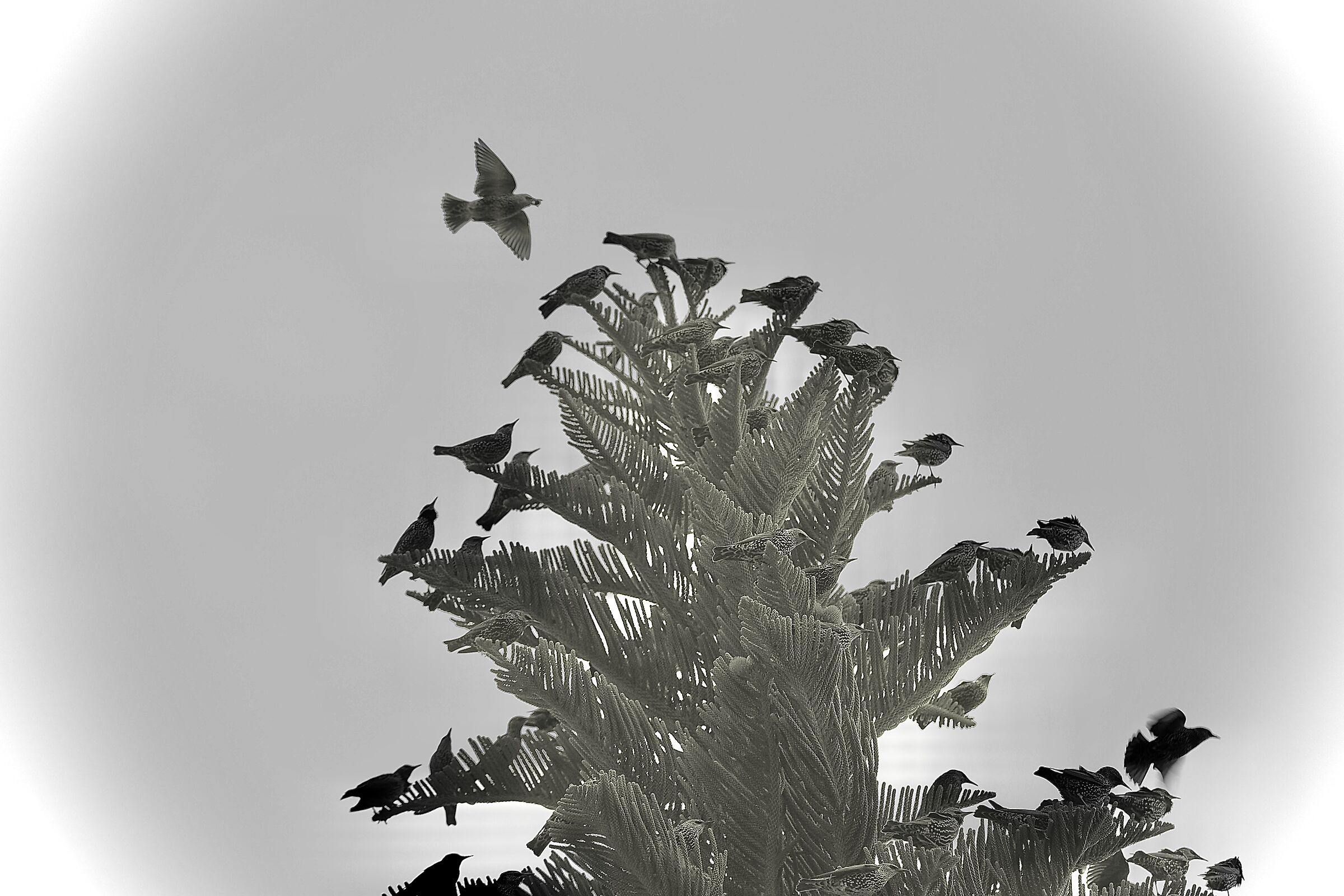 Starlings
