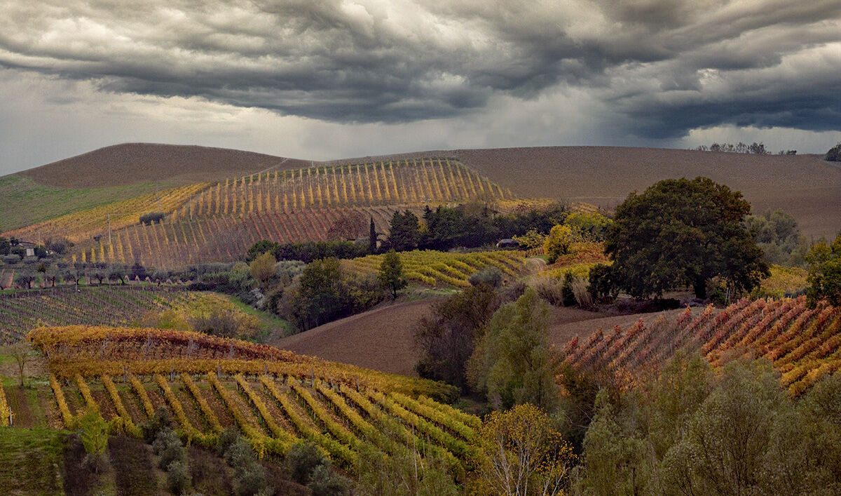Autunno tra le vigne