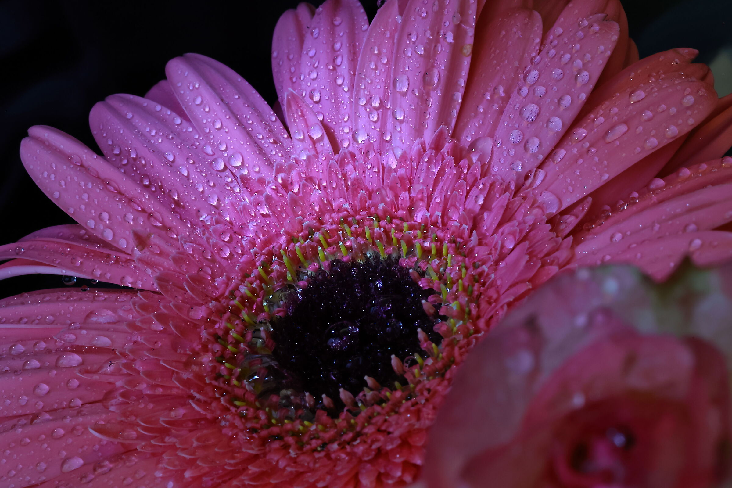 Gerbera
