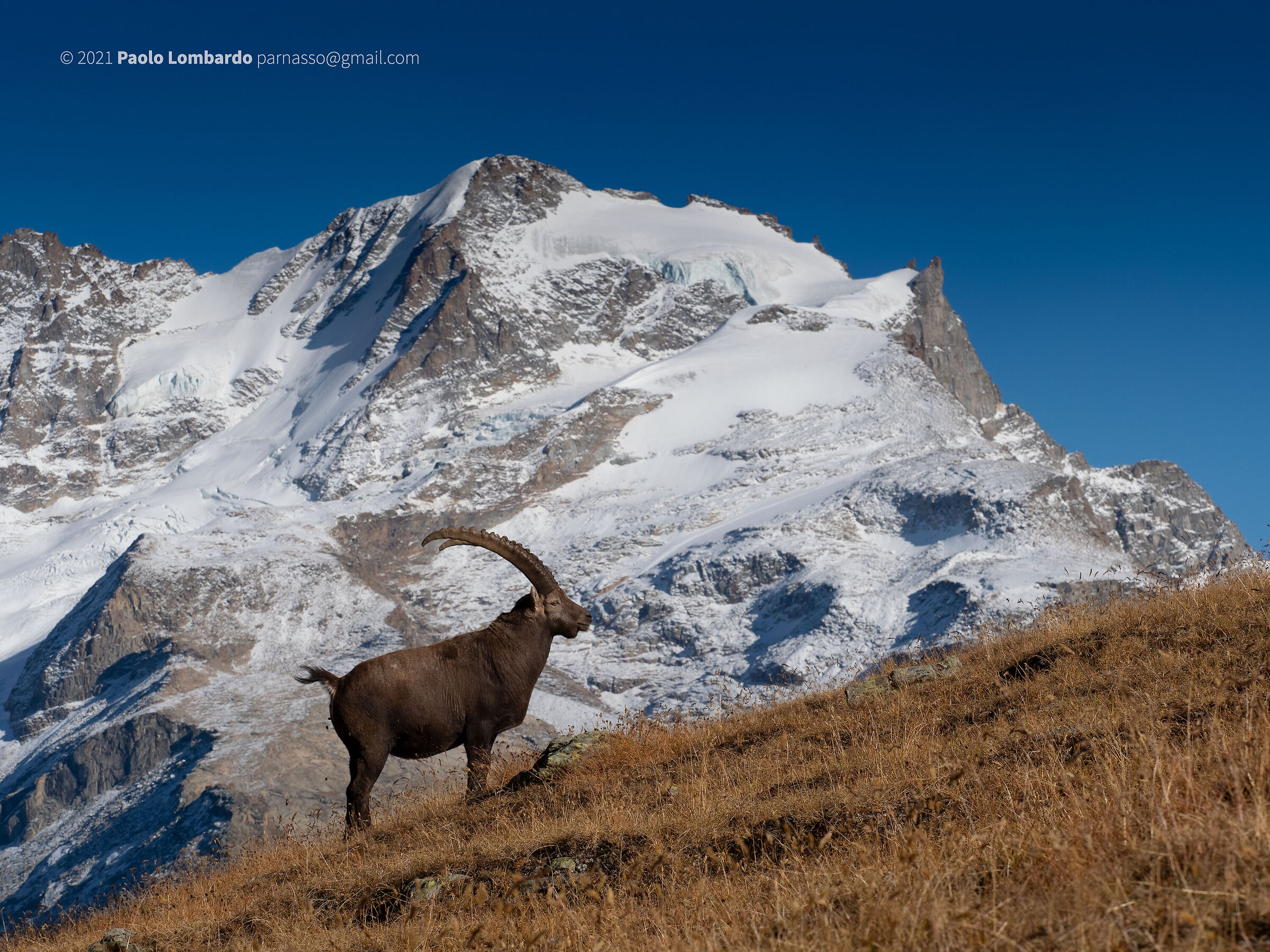Al cospetto del Gran Paradiso