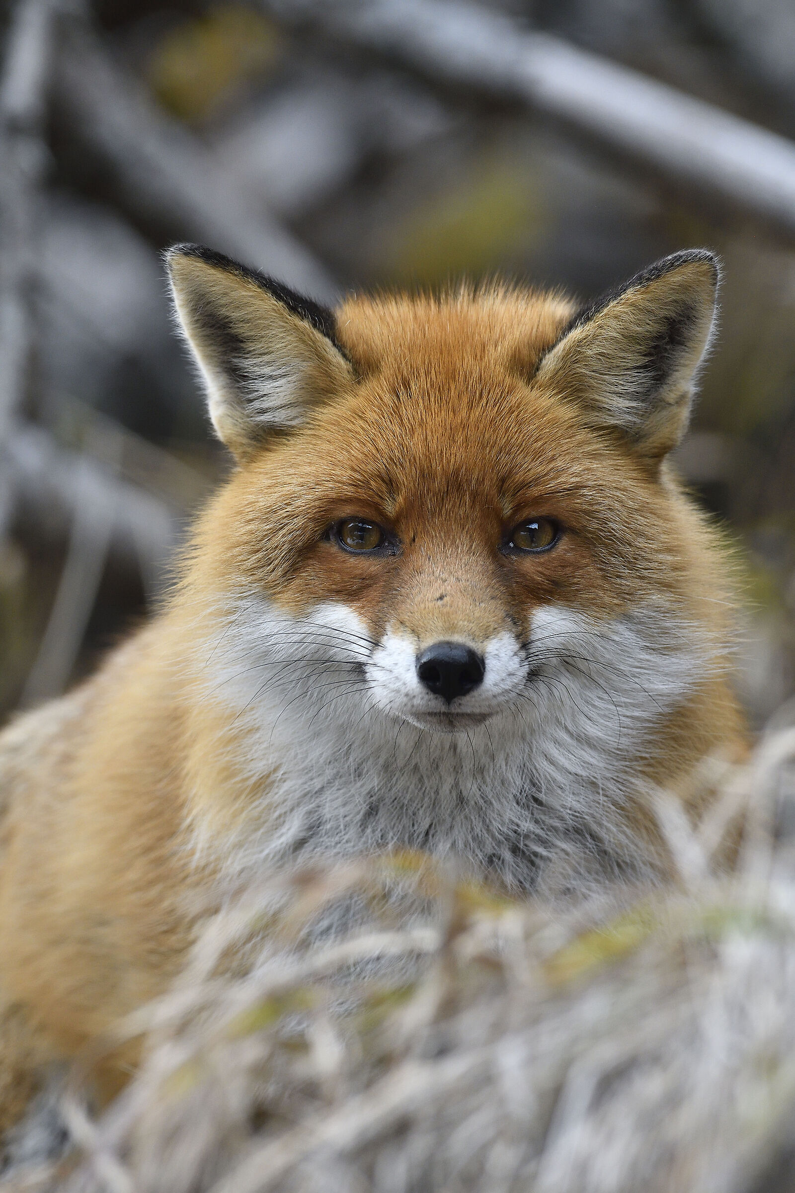 Sguardi