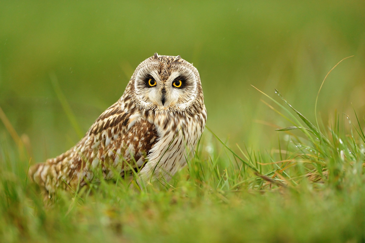 Short-eared Owl