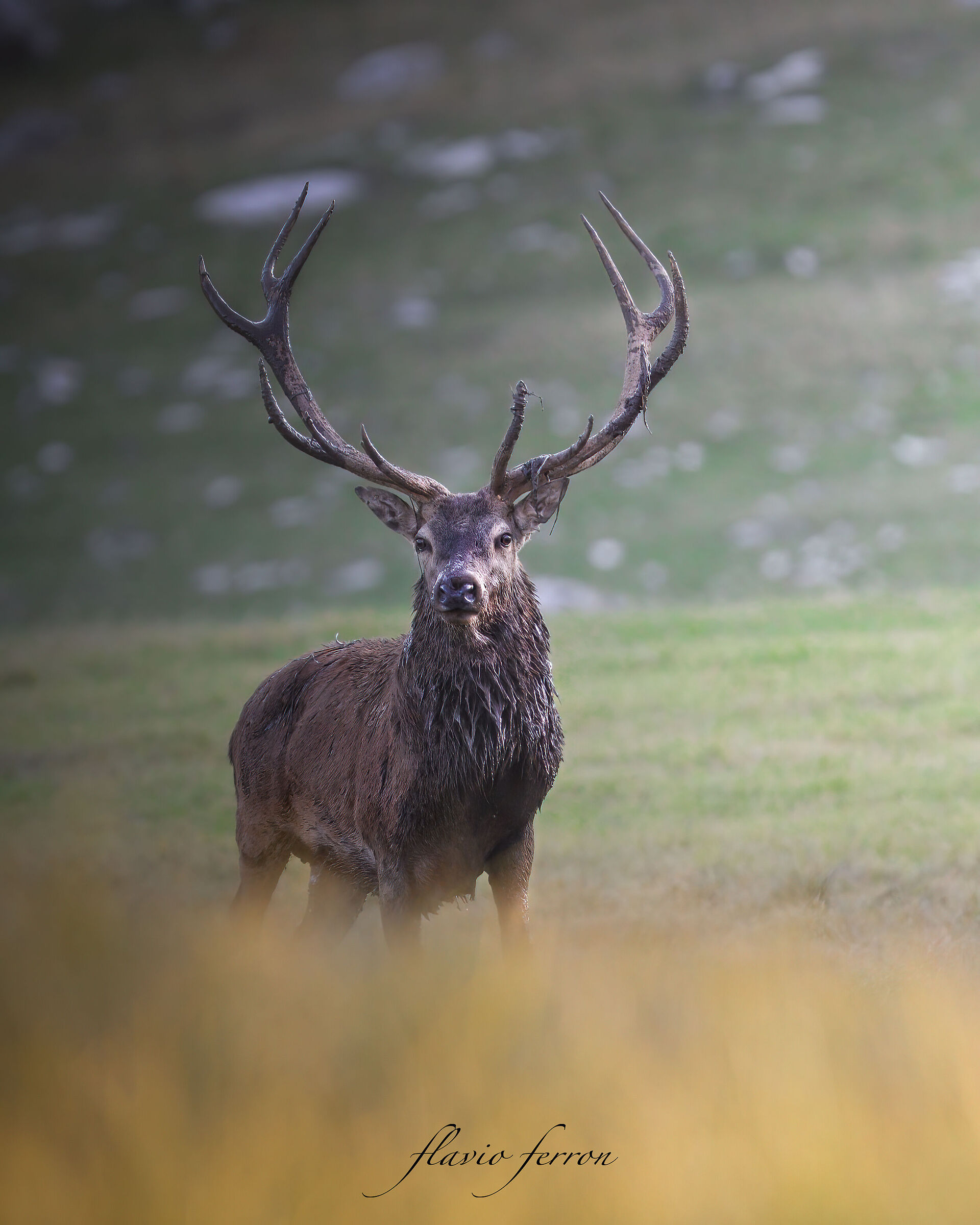 il Re dei boschi...!!