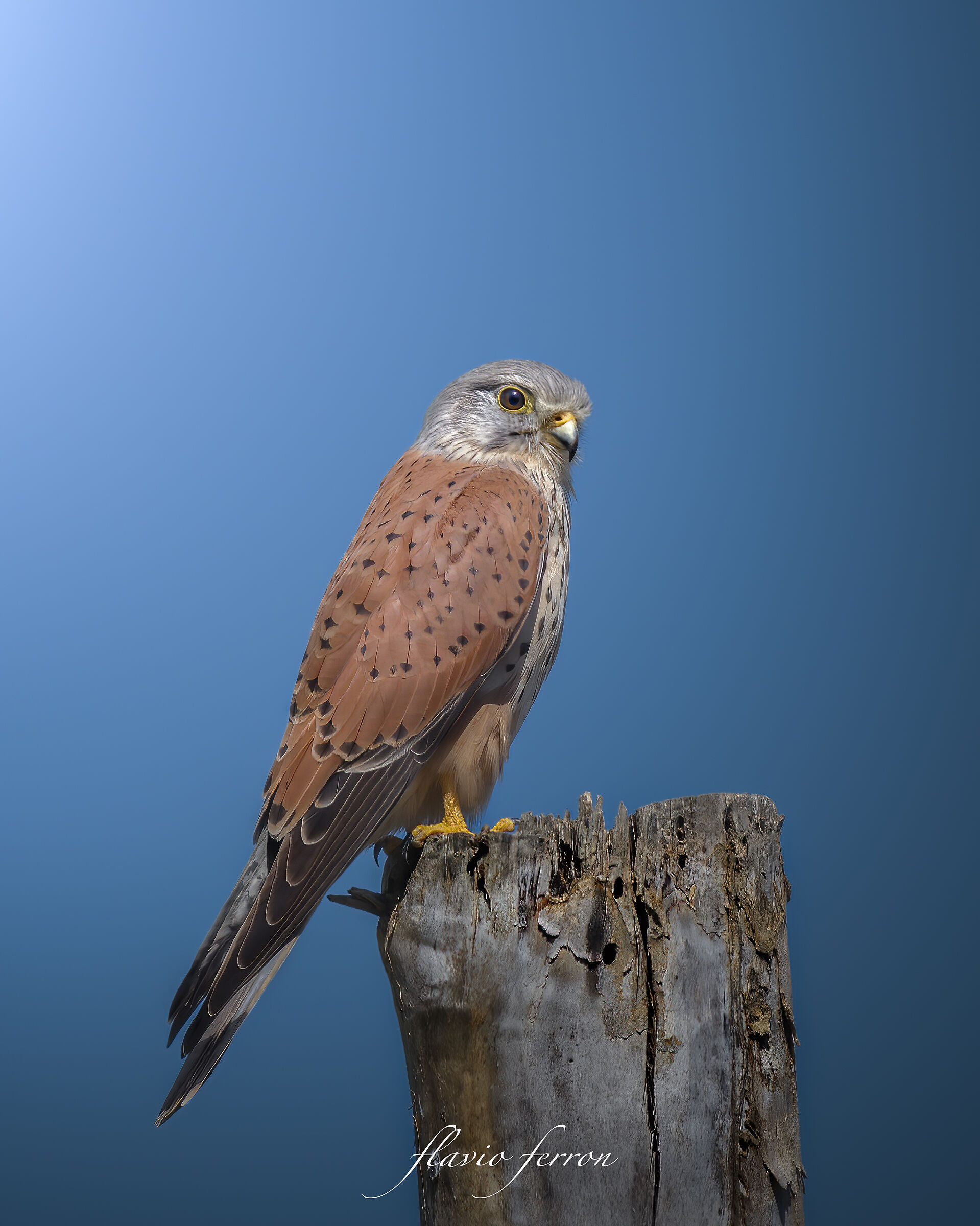 Il Falco Gheppio...!!