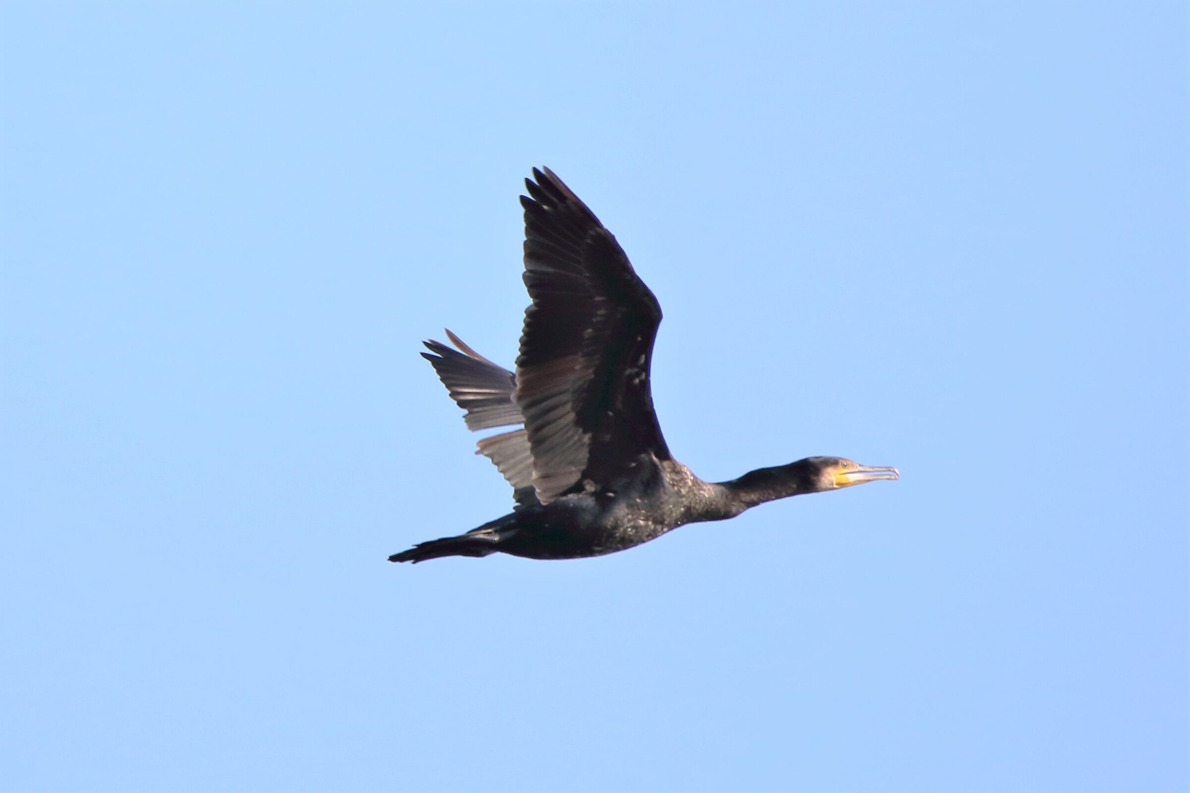cormorant