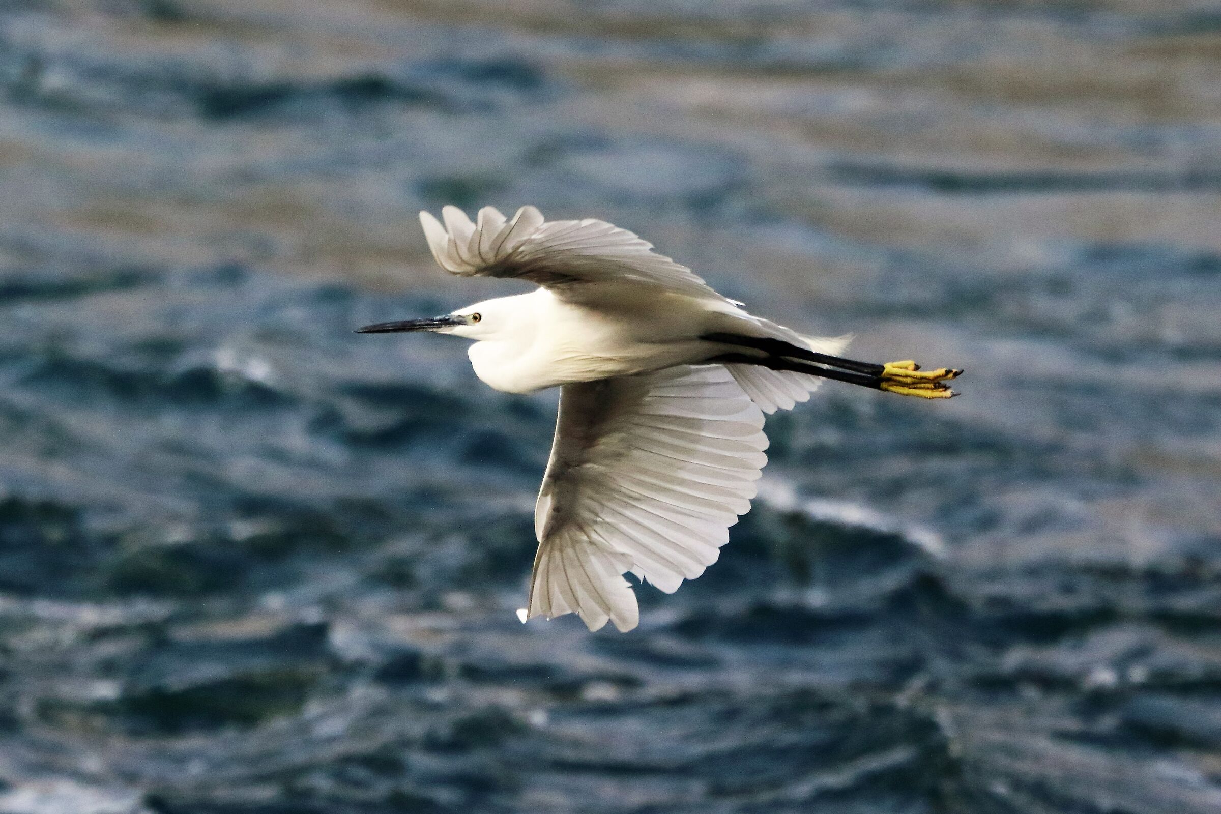 egret