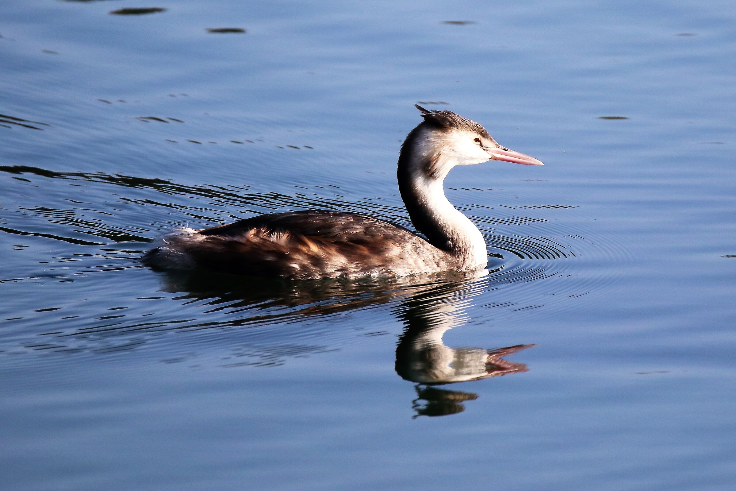 grebe
