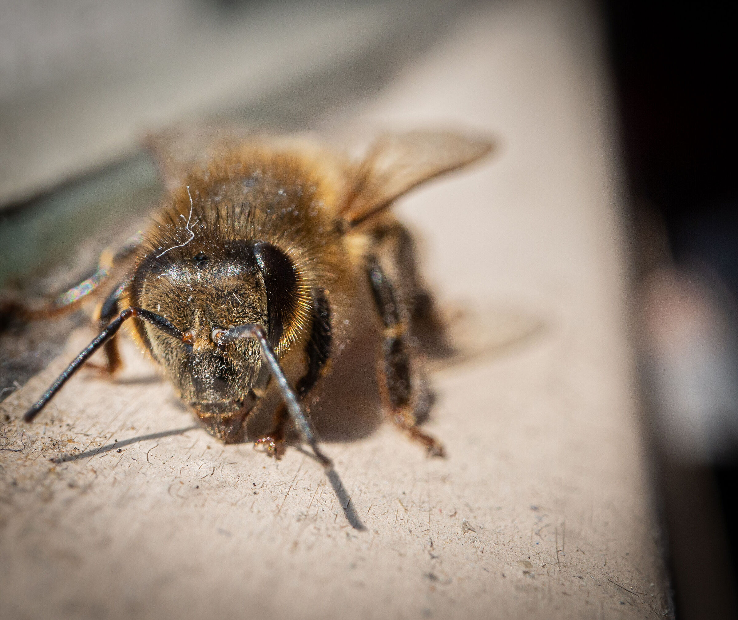 bee happy