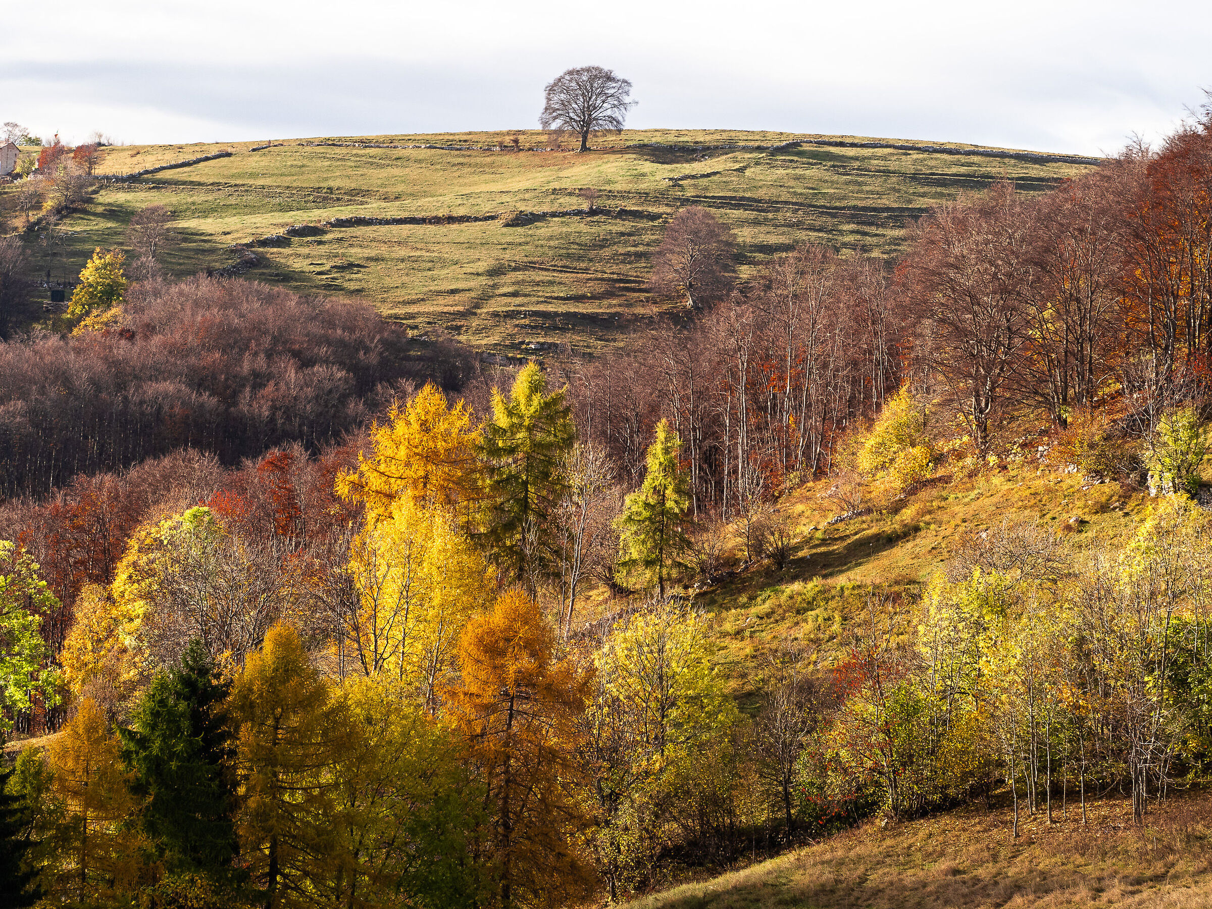 the conductor and his orchestra