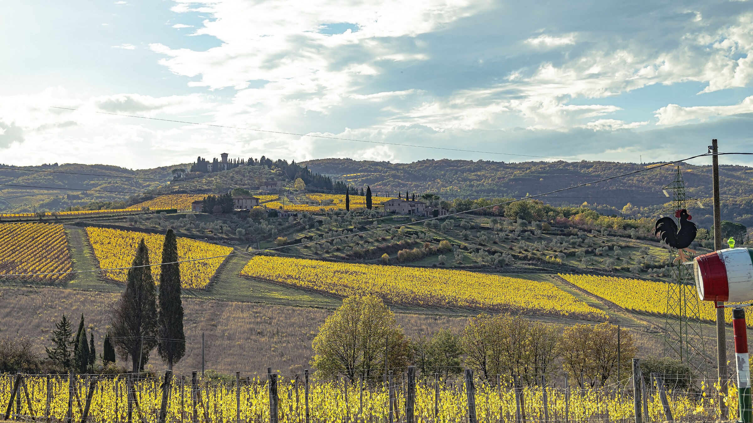 The vineyards of Vicchio
