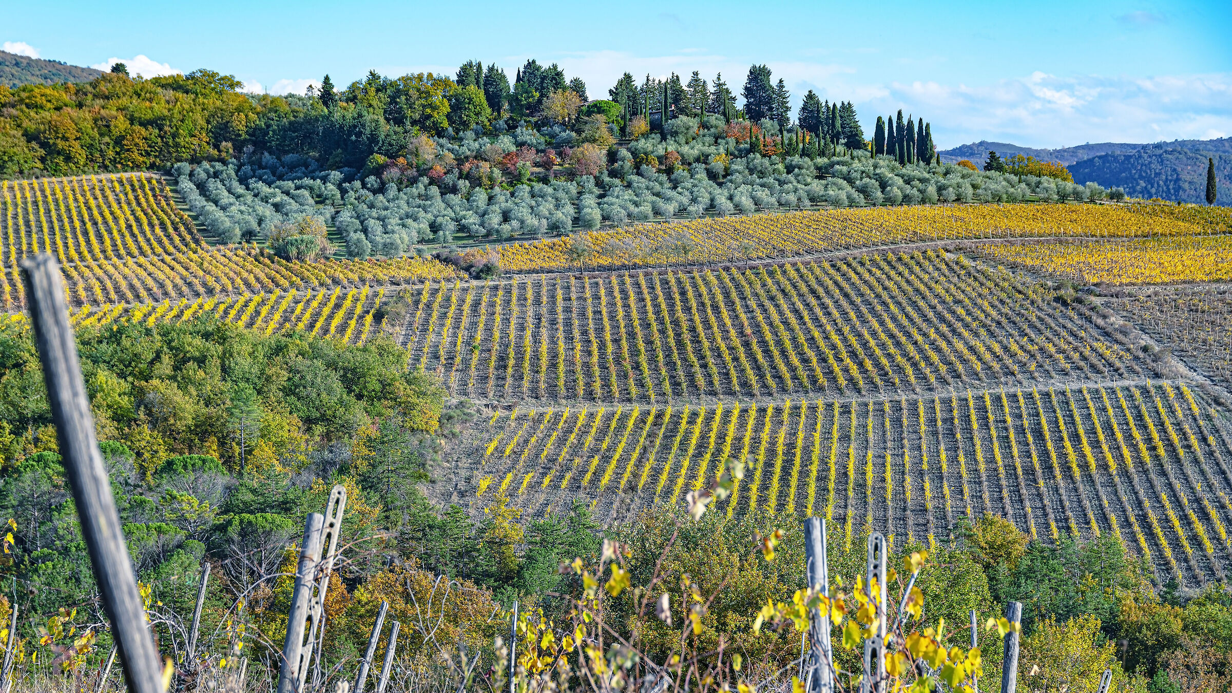 The vineyards of Vicchio