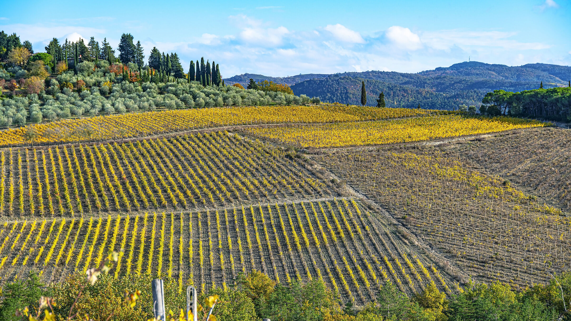 Vineyards of Vicchio
