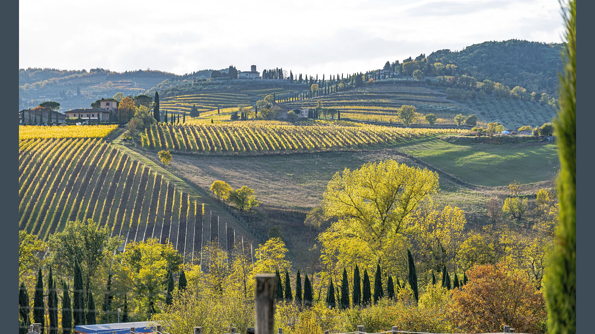 The vineyards of Chianti