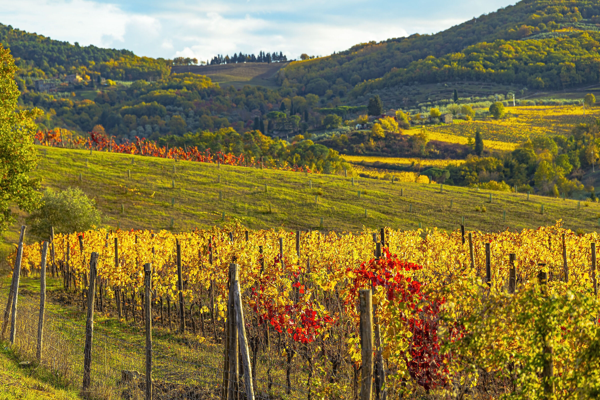 The vineyards on the hills of Lamole