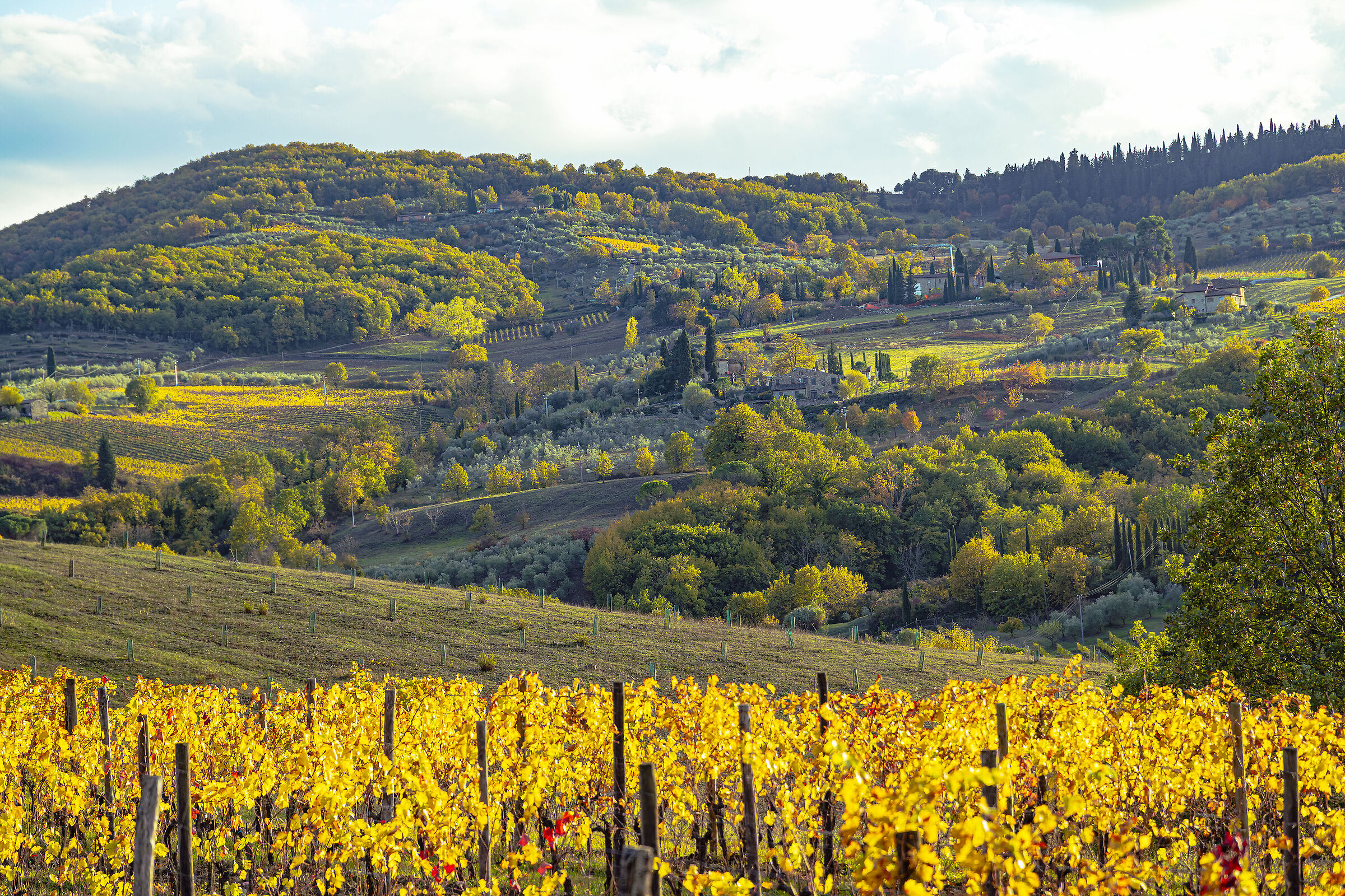 Vineyards in the hills in Lamole