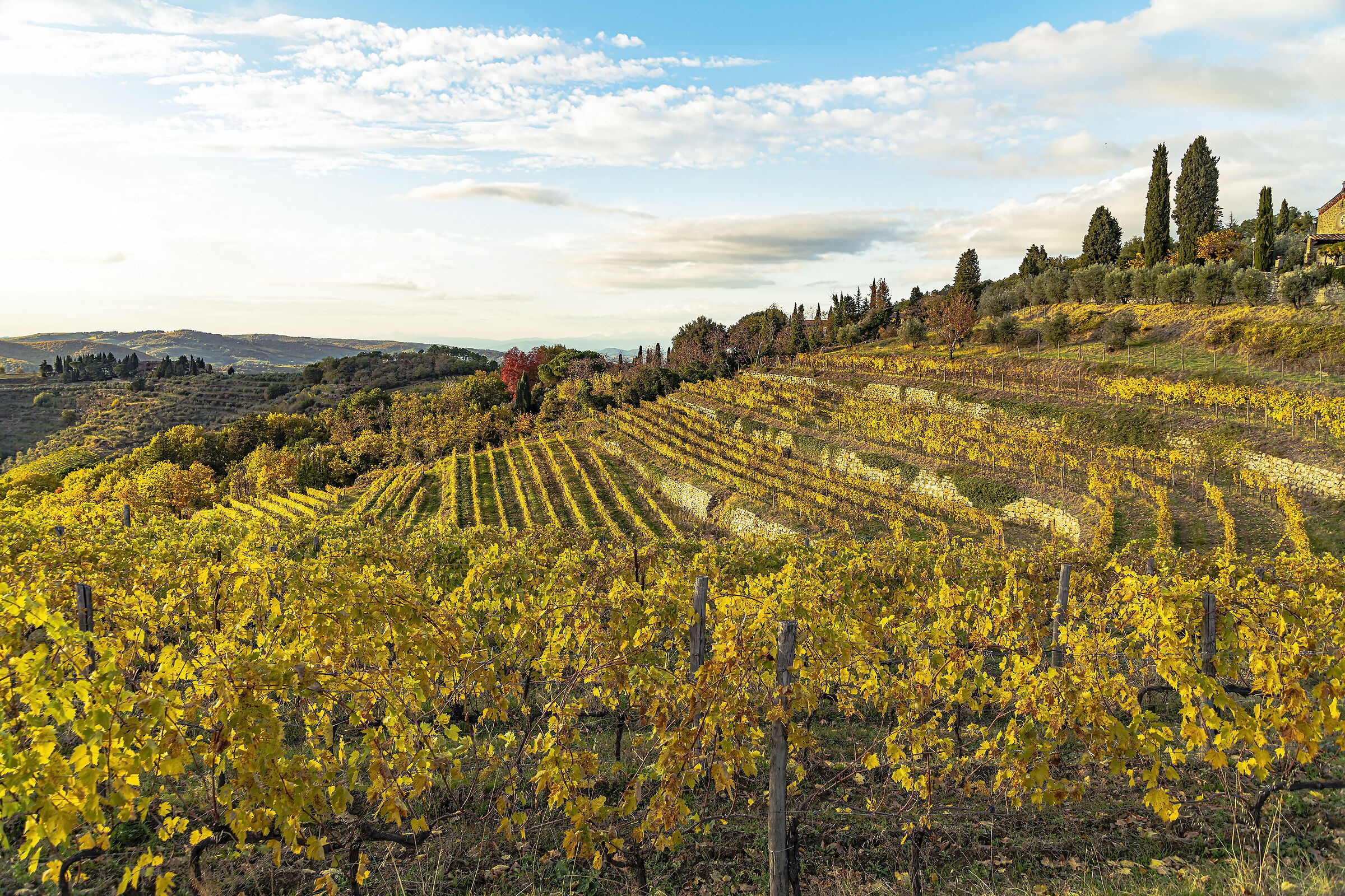 Vineyards at sunset in Casole