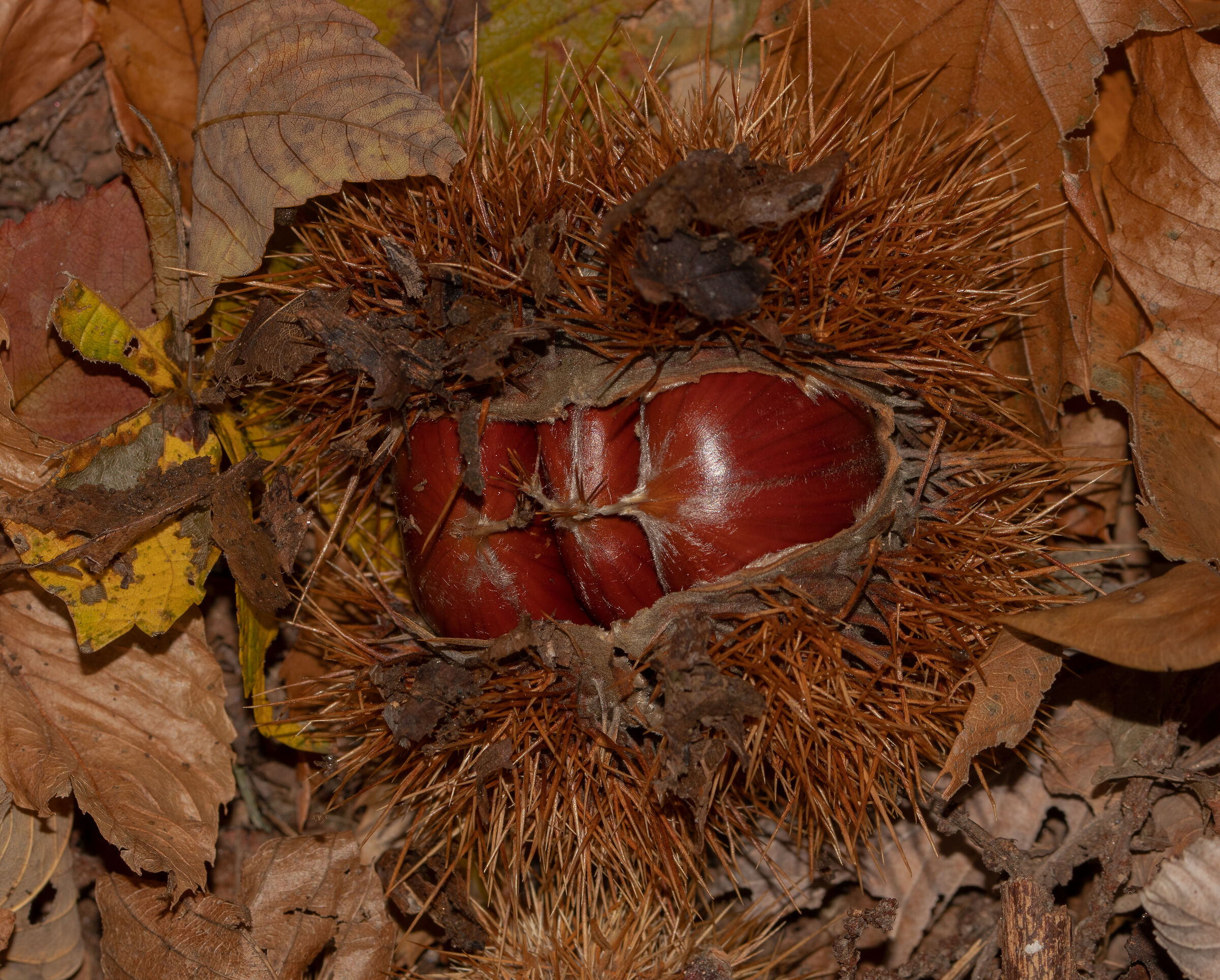 3 chestnuts in the hedgehog 11/11/2021