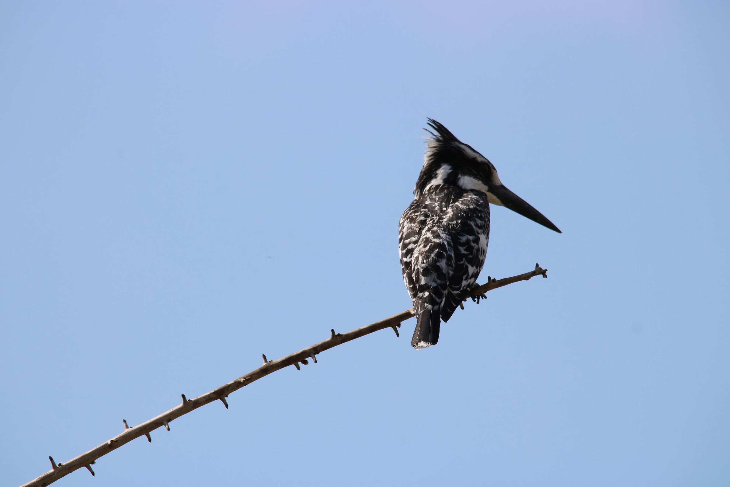 Pied Kingfisher