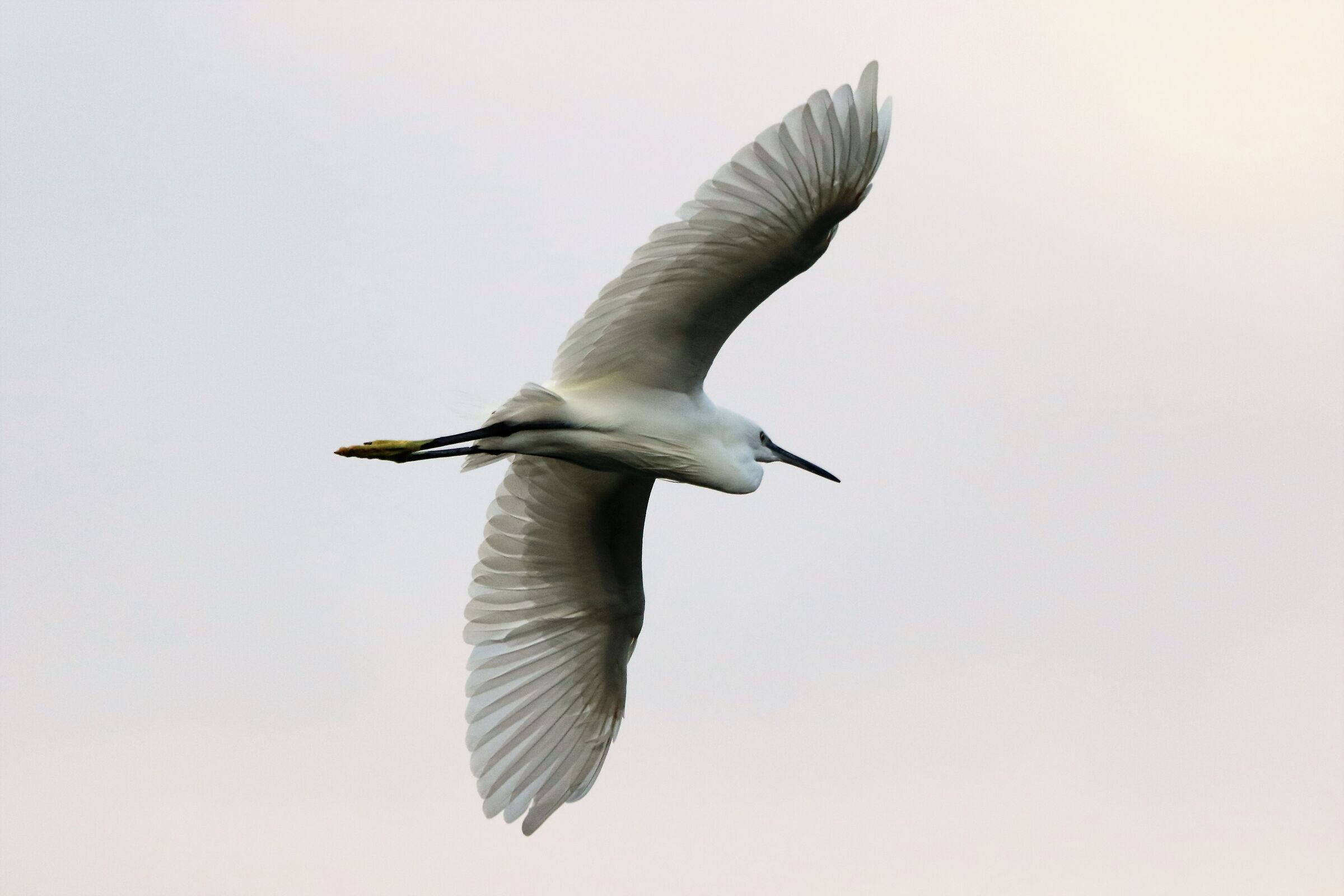 egret