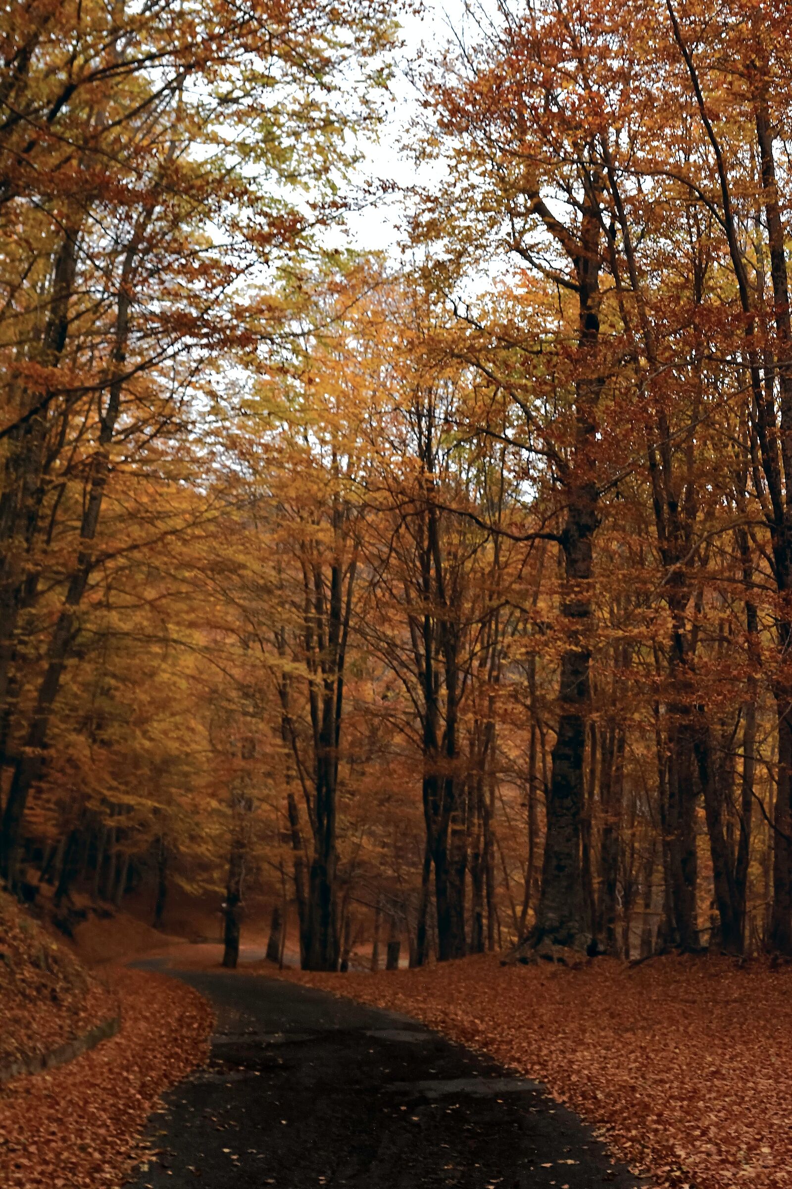 Calabria, Monte Caritello: Foliage