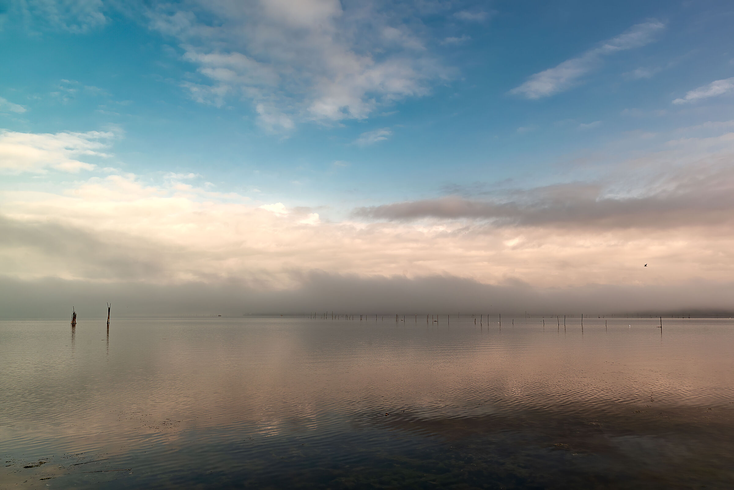 mutation, lake trasimeno