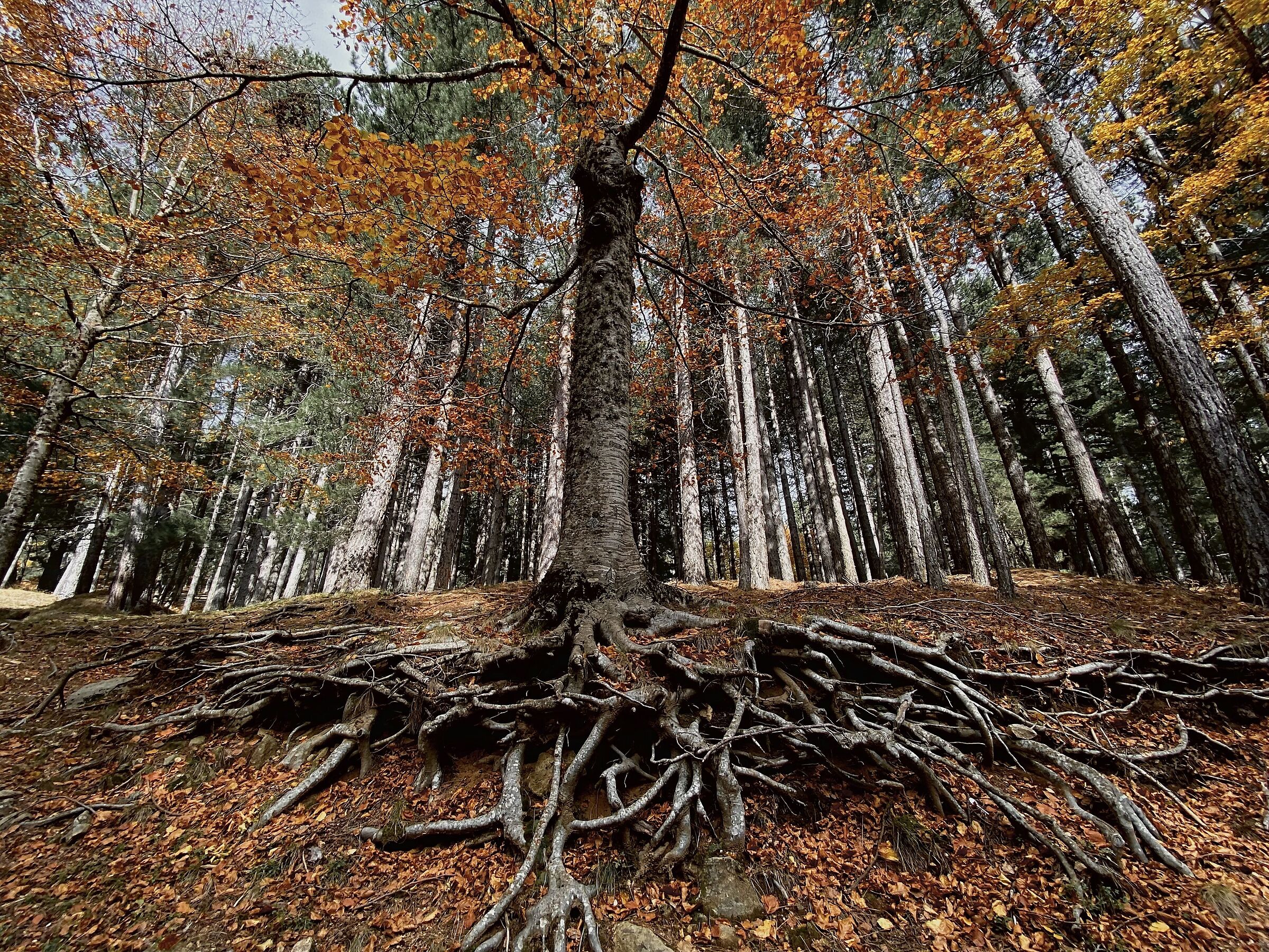 Monte Caritello, Calabria; Autunno