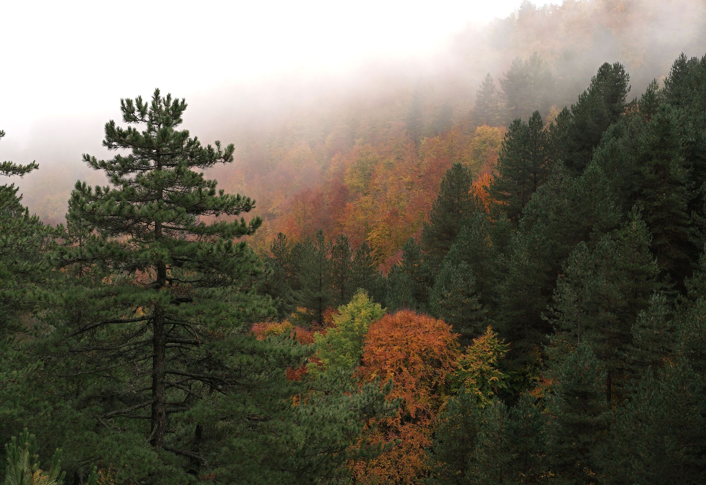 Autunno in Sila