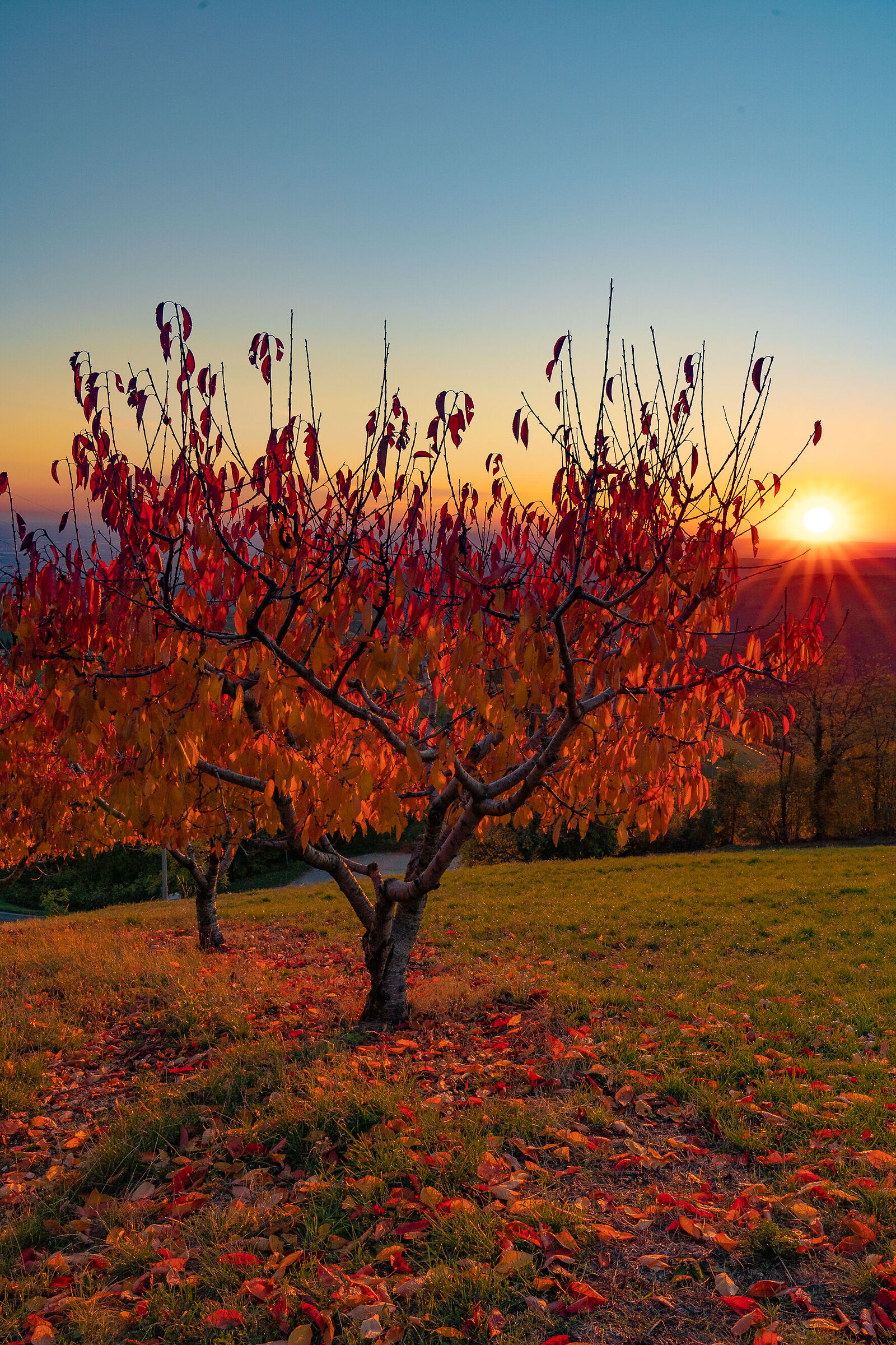 Autumn at sunset