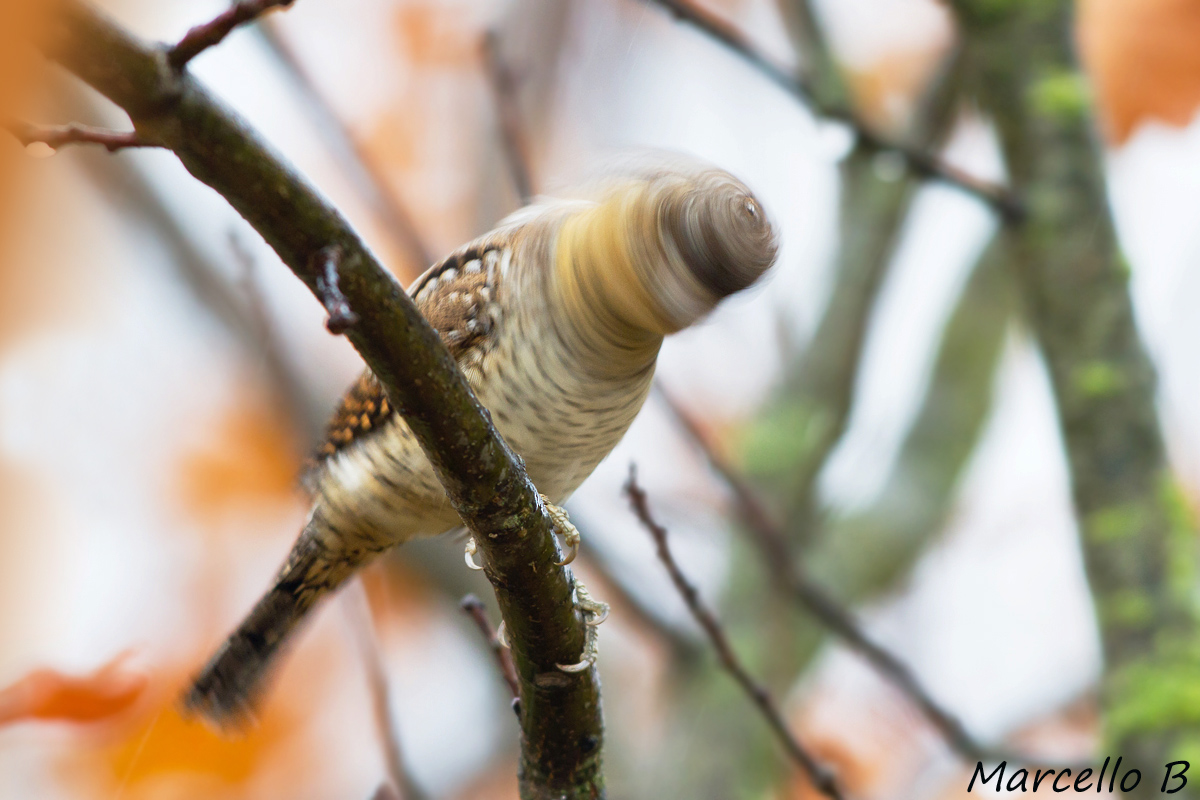 Torcicollo o Girocapo ???