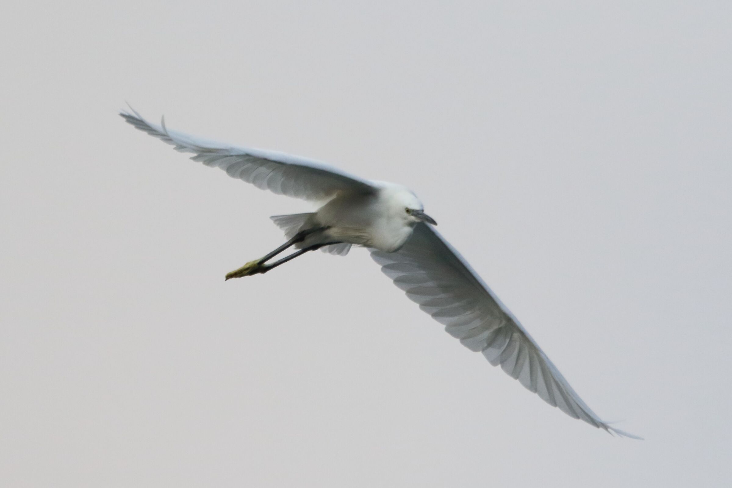 egret