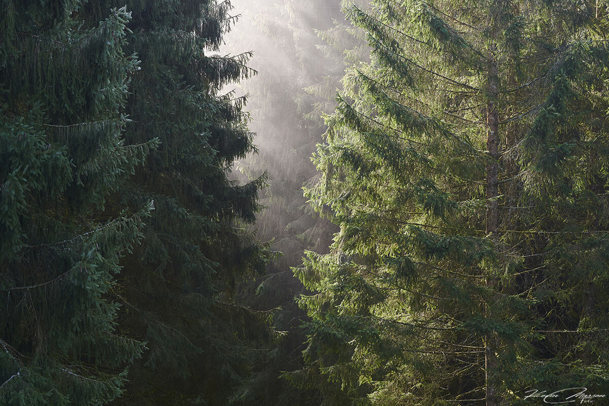 Early in the morning