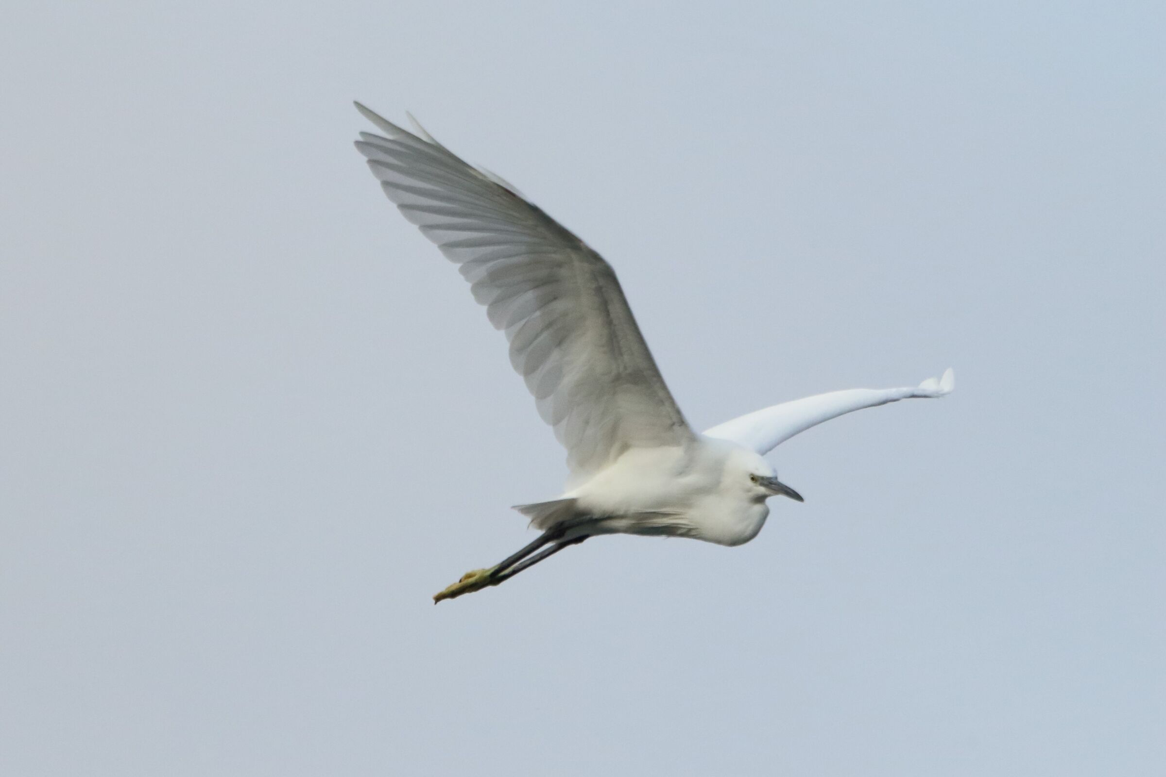egret