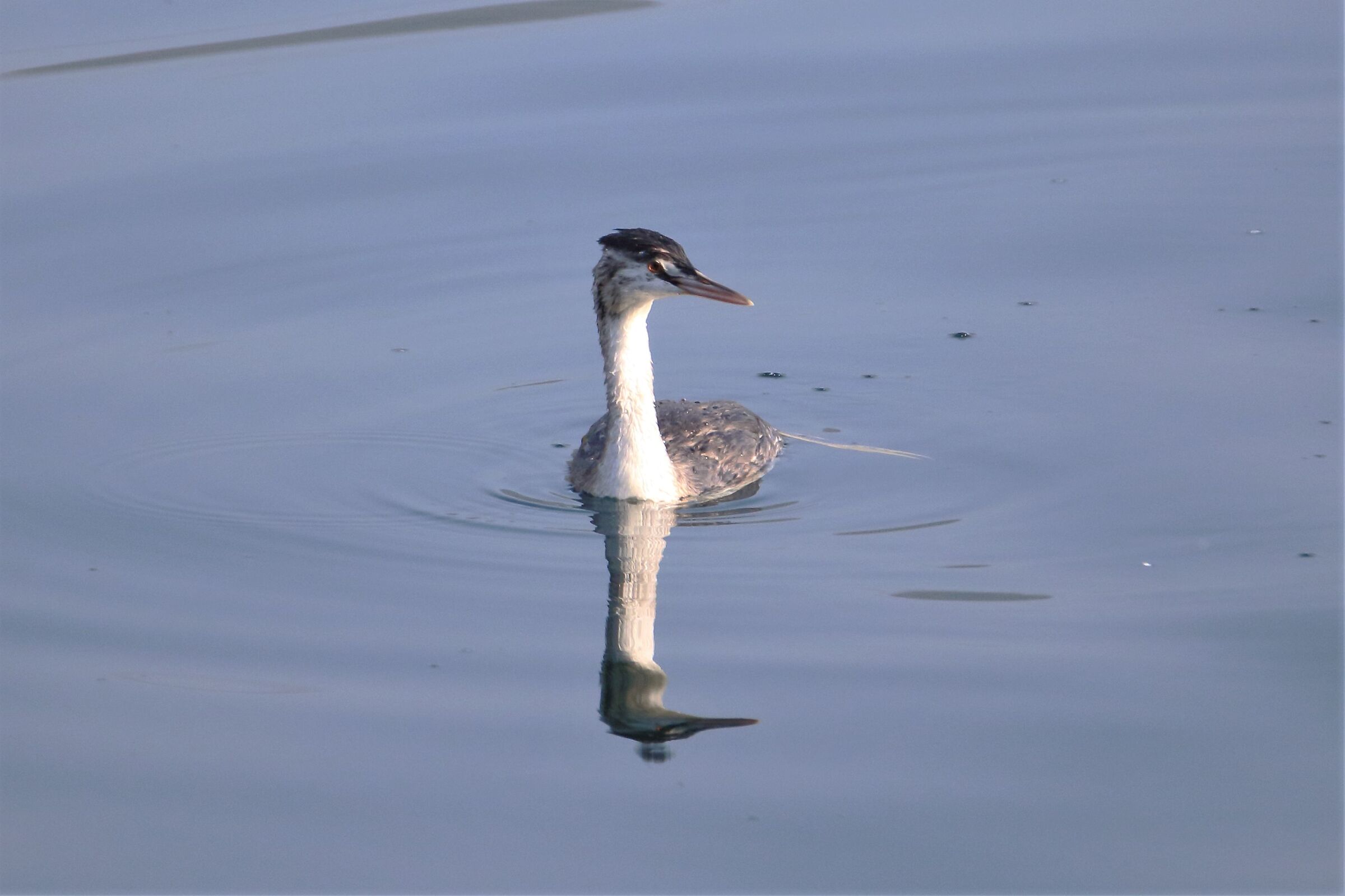 grebe