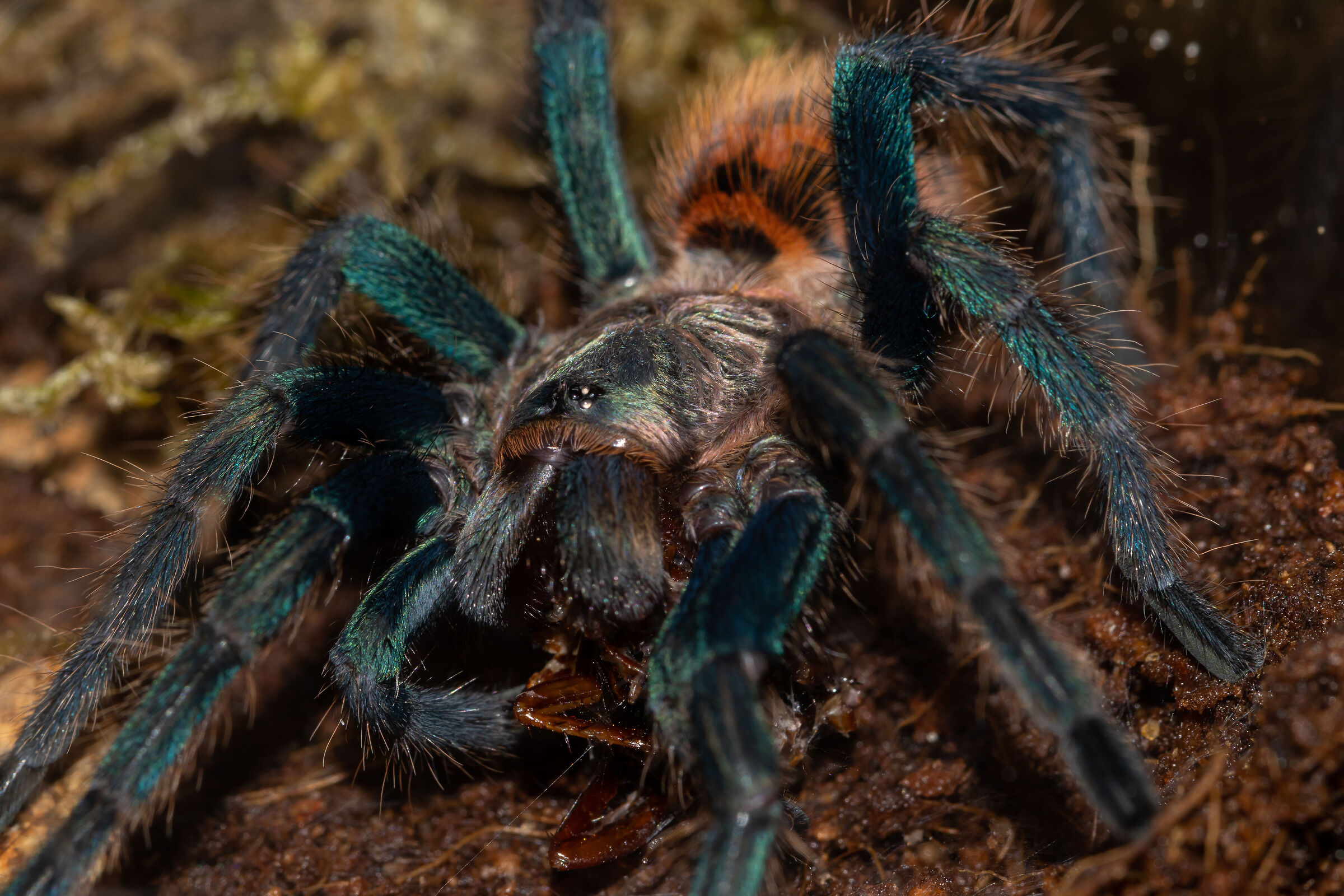 Chromatopelma cyaneopubescens