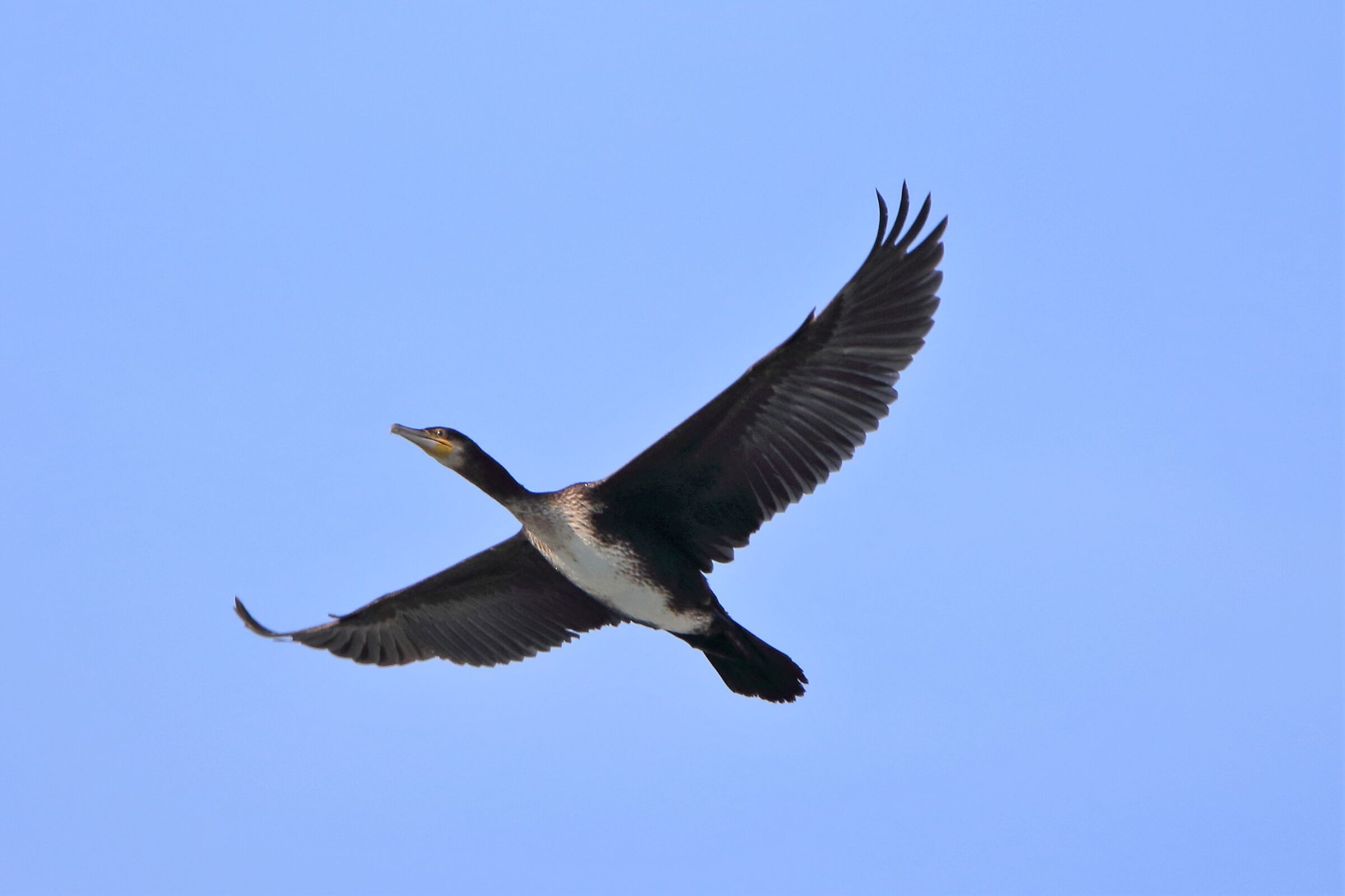 cormorant