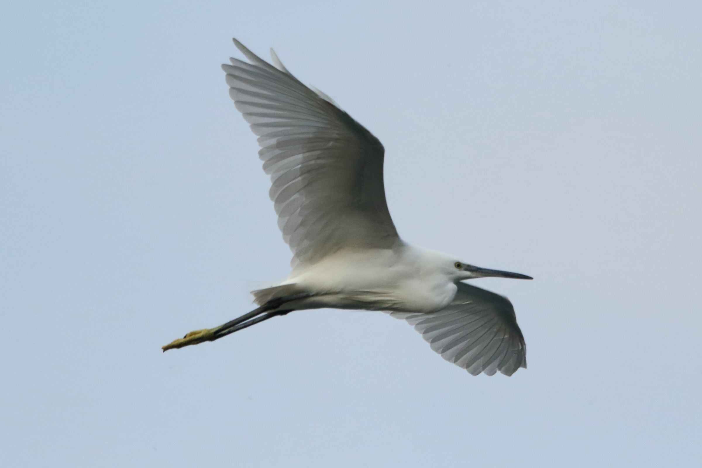 egret
