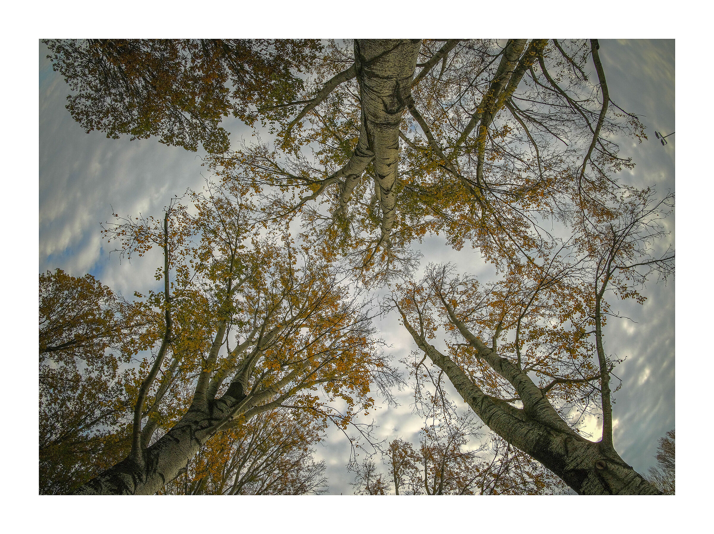 like hands turned to heaven to ask ... help..