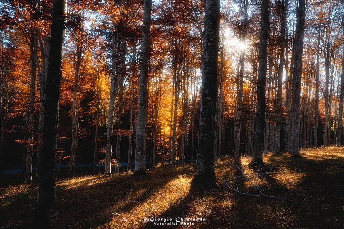 Meraviglioso Autunno