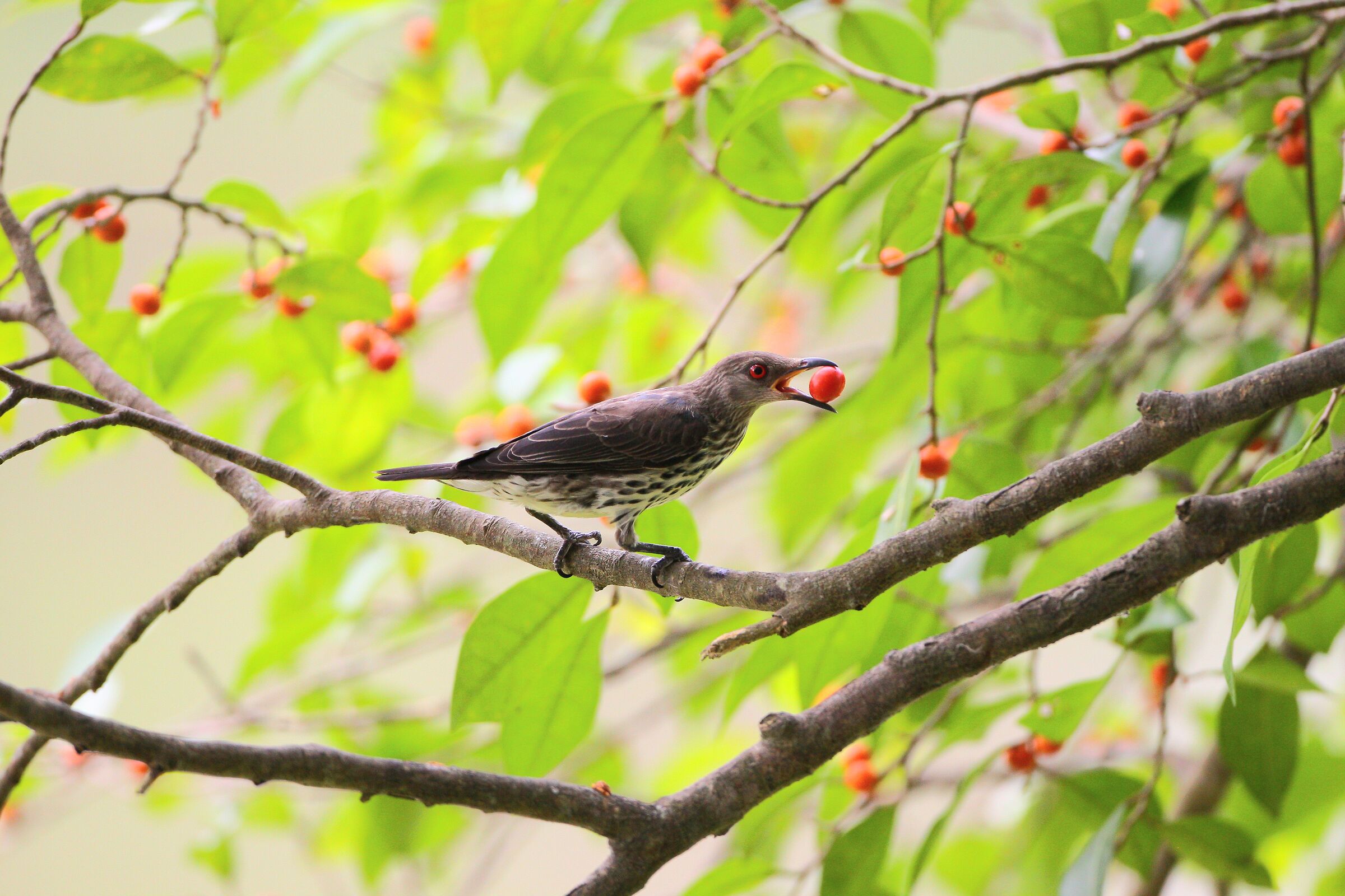 Storno asiatico lucido