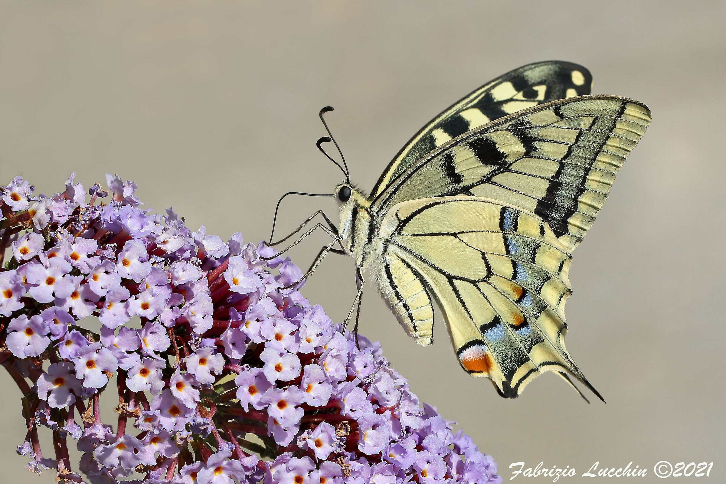 Papilio machaon