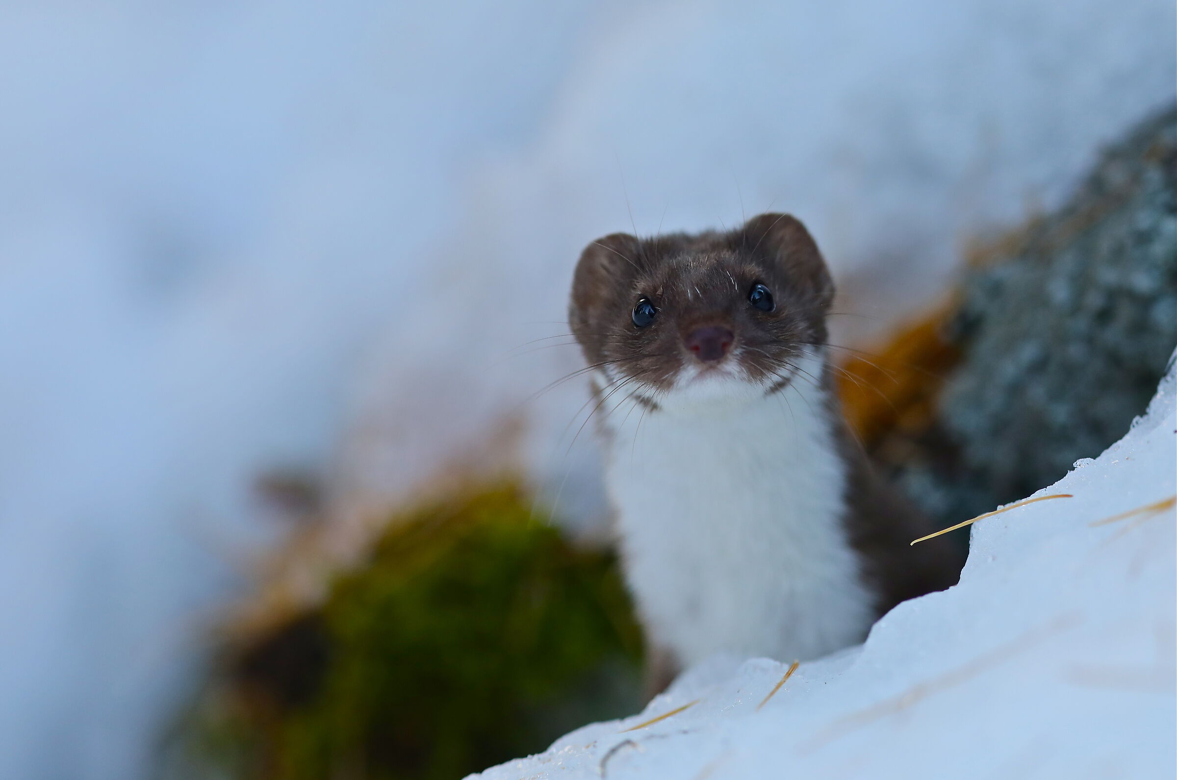 Ermine