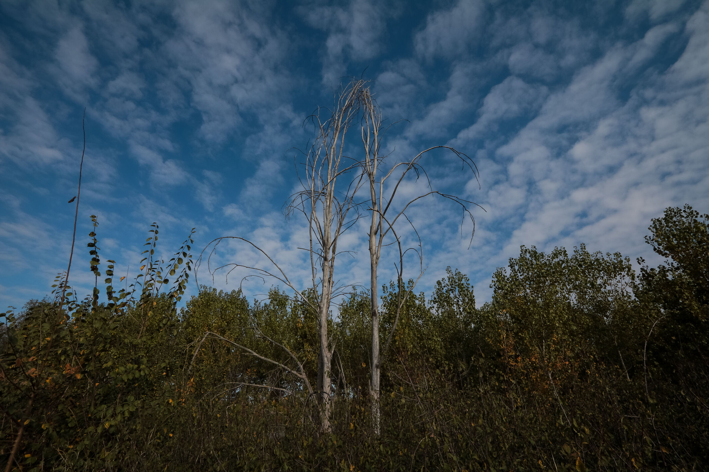 il bacio - parco del Mincio Mantova