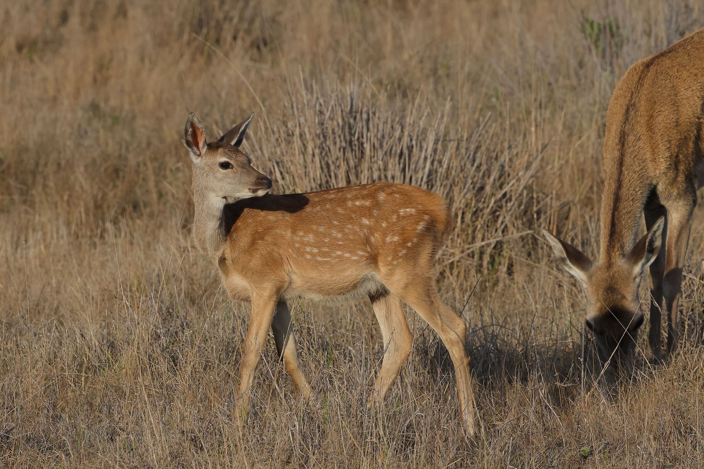 I cervi della Donana